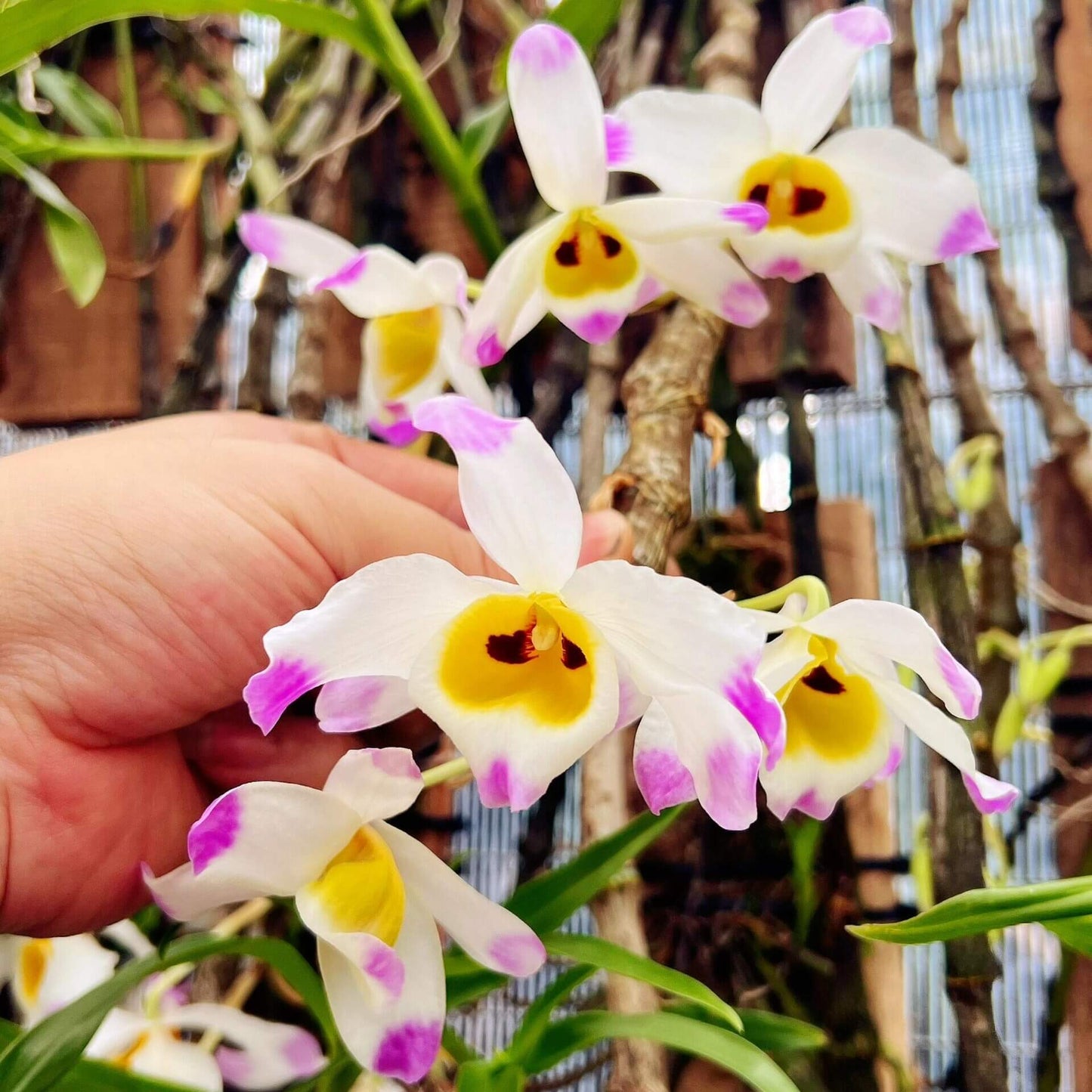 Dendrobium wardianum is distributed across the Eastern Himalayas, including Assam, Yunnan (China), Myanmar, Thailand, Vietnam, Nepal, Bangladesh, and Laos. It typically grows as an epiphyte—and occasionally as a lithophyte—in broadleaf evergreen montane forests at elevations of 1,000–2,000 meters.