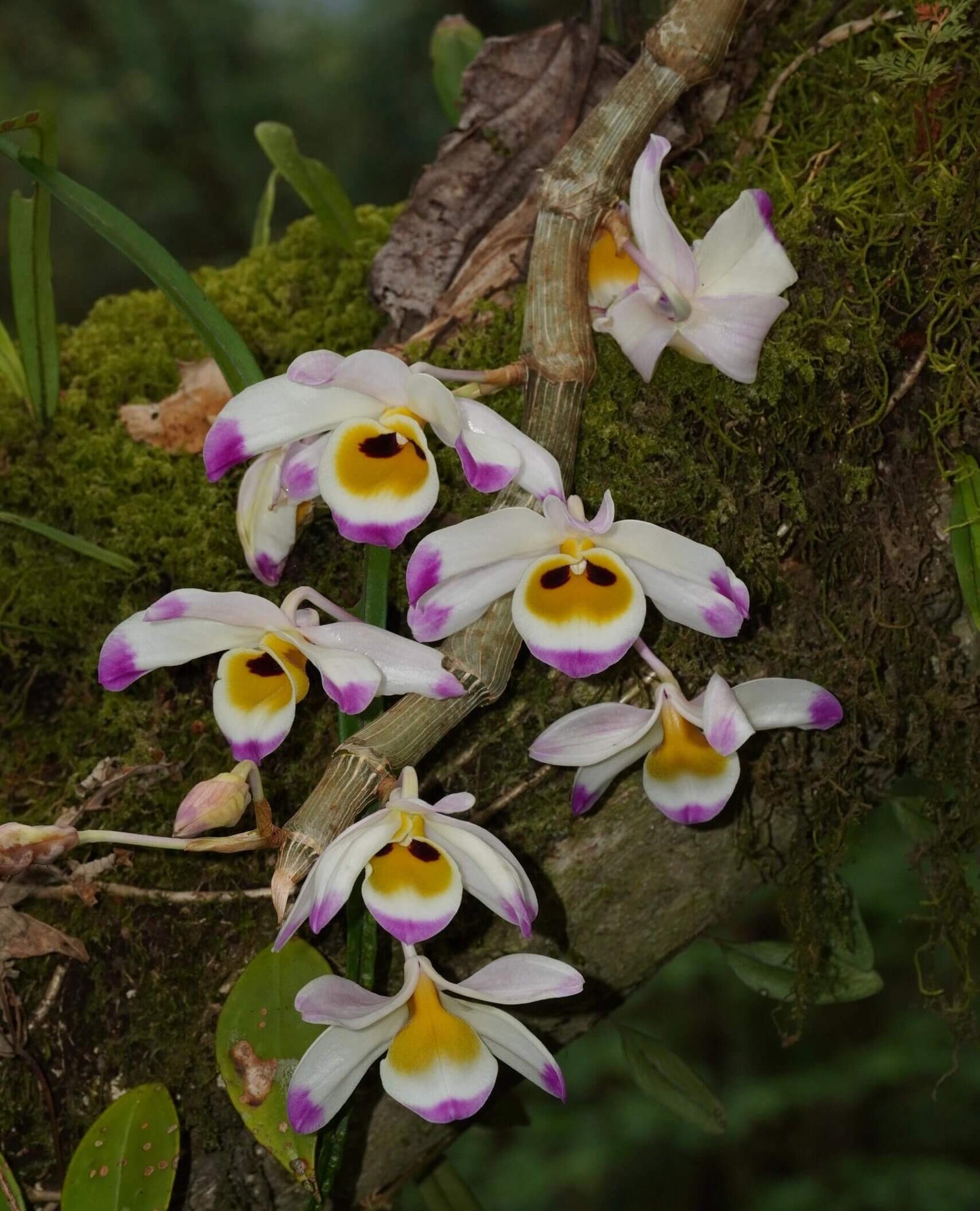 Dendrobium wardianum is distributed across the Eastern Himalayas, including Assam, Yunnan (China), Myanmar, Thailand, Vietnam, Nepal, Bangladesh, and Laos. It typically grows as an epiphyte—and occasionally as a lithophyte—in broadleaf evergreen montane forests at elevations of 1,000–2,000 meters.