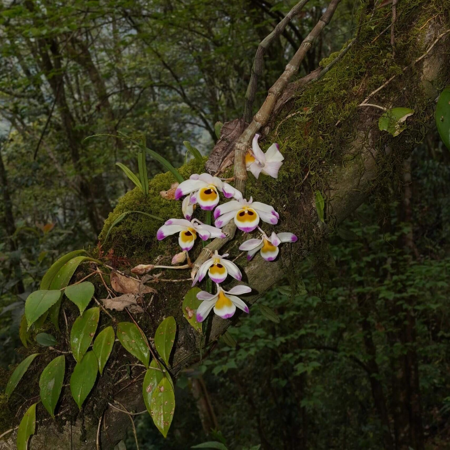 Dendrobium wardianum is distributed across the Eastern Himalayas, including Assam, Yunnan (China), Myanmar, Thailand, Vietnam, Nepal, Bangladesh, and Laos. It typically grows as an epiphyte—and occasionally as a lithophyte—in broadleaf evergreen montane forests at elevations of 1,000–2,000 meters.