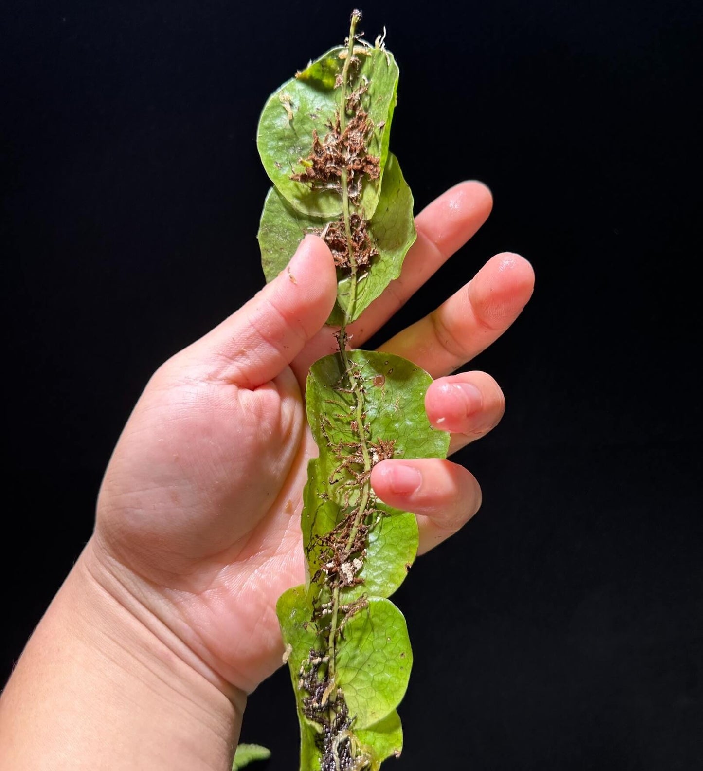 Dendroconche annabellae is a rare and striking fern native to the highland forests of Papua New Guinea. This species is known for its unique growth habit and is well-suited for cultivation in terrariums.