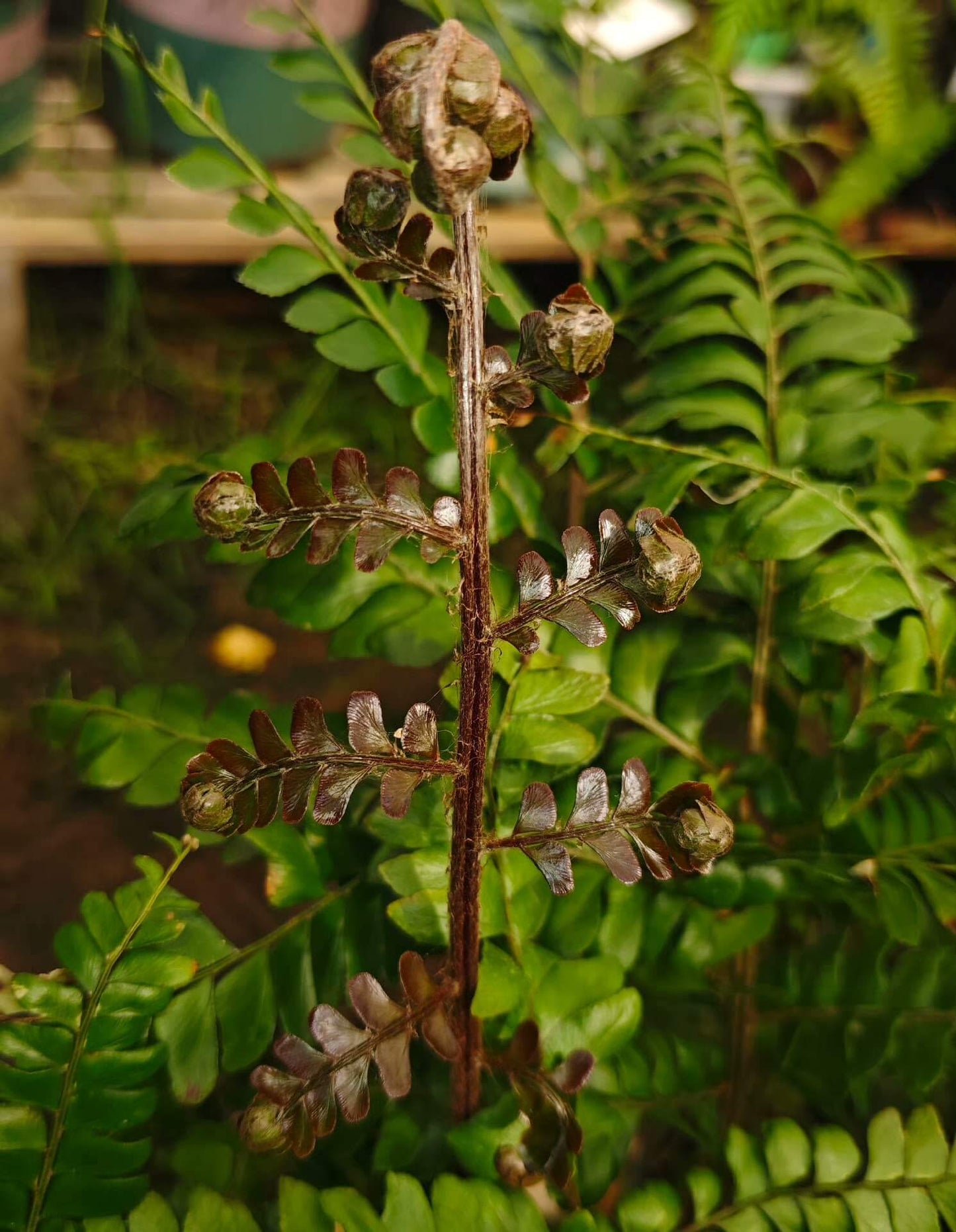 Didymochlaena pulcherrima is a striking fern known for its vibrant, reddish-brown young fronds that mature into deep green foliage.