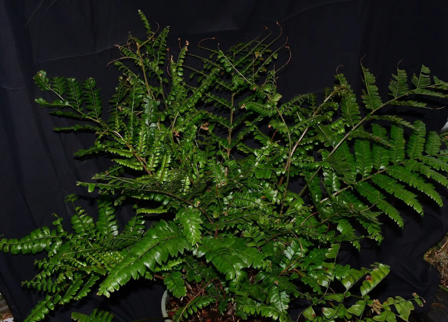 Didymochlaena pulcherrima is a striking fern known for its vibrant, reddish-brown young fronds that mature into deep green foliage.