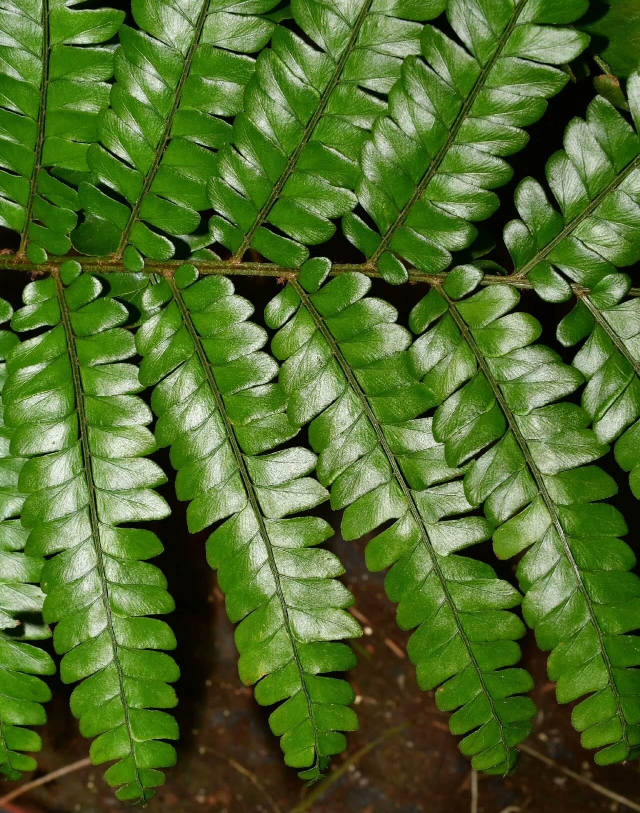 Didymochlaena pulcherrima is a striking fern known for its vibrant, reddish-brown young fronds that mature into deep green foliage.
