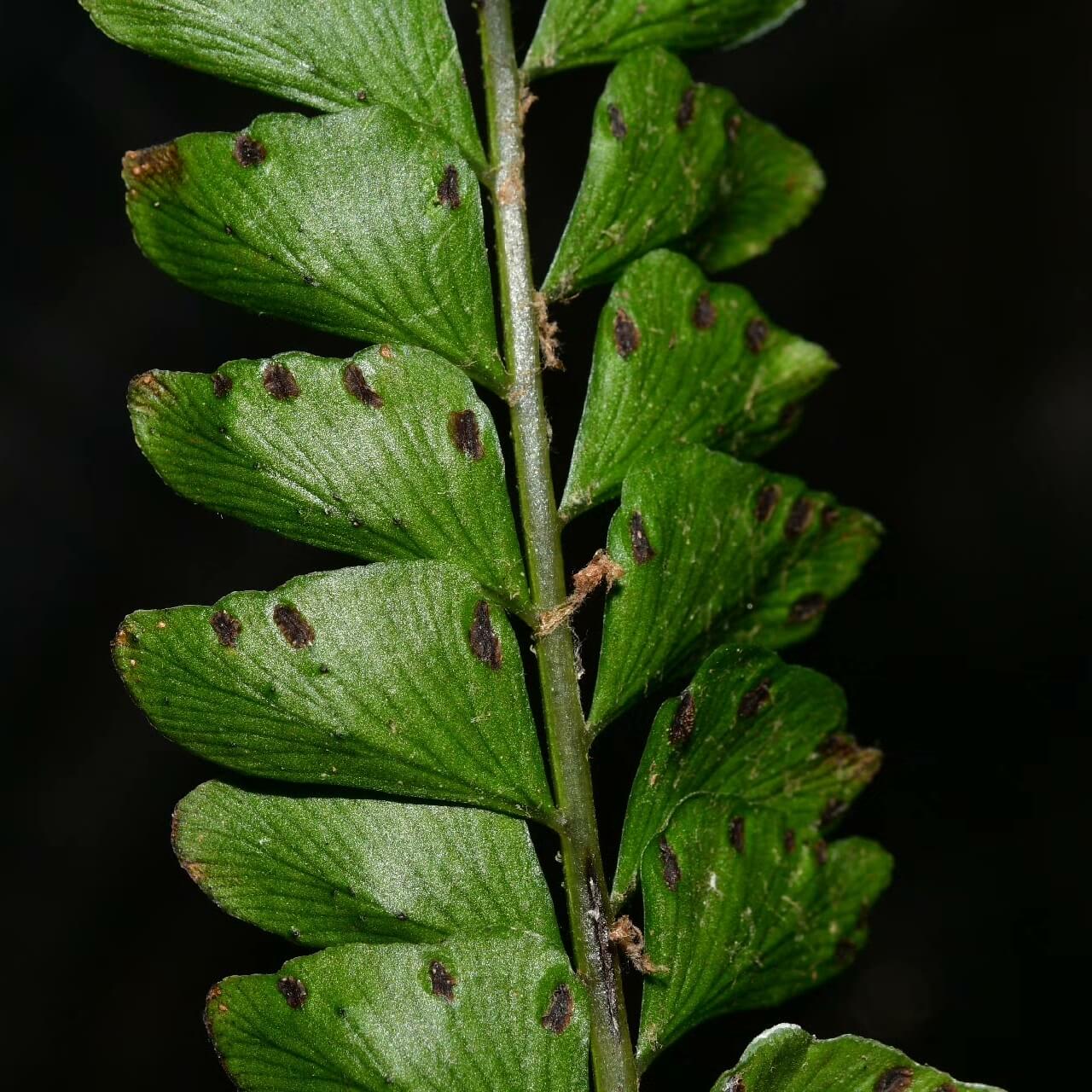 Didymochlaena pulcherrima is a striking fern known for its vibrant, reddish-brown young fronds that mature into deep green foliage.