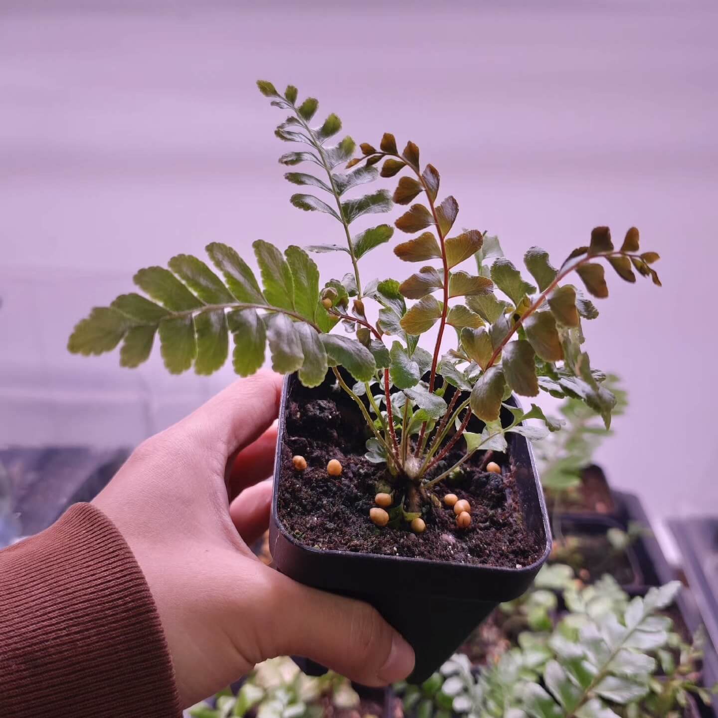 Didymochlaena pulcherrima is a striking fern known for its vibrant, reddish-brown young fronds that mature into deep green foliage.
