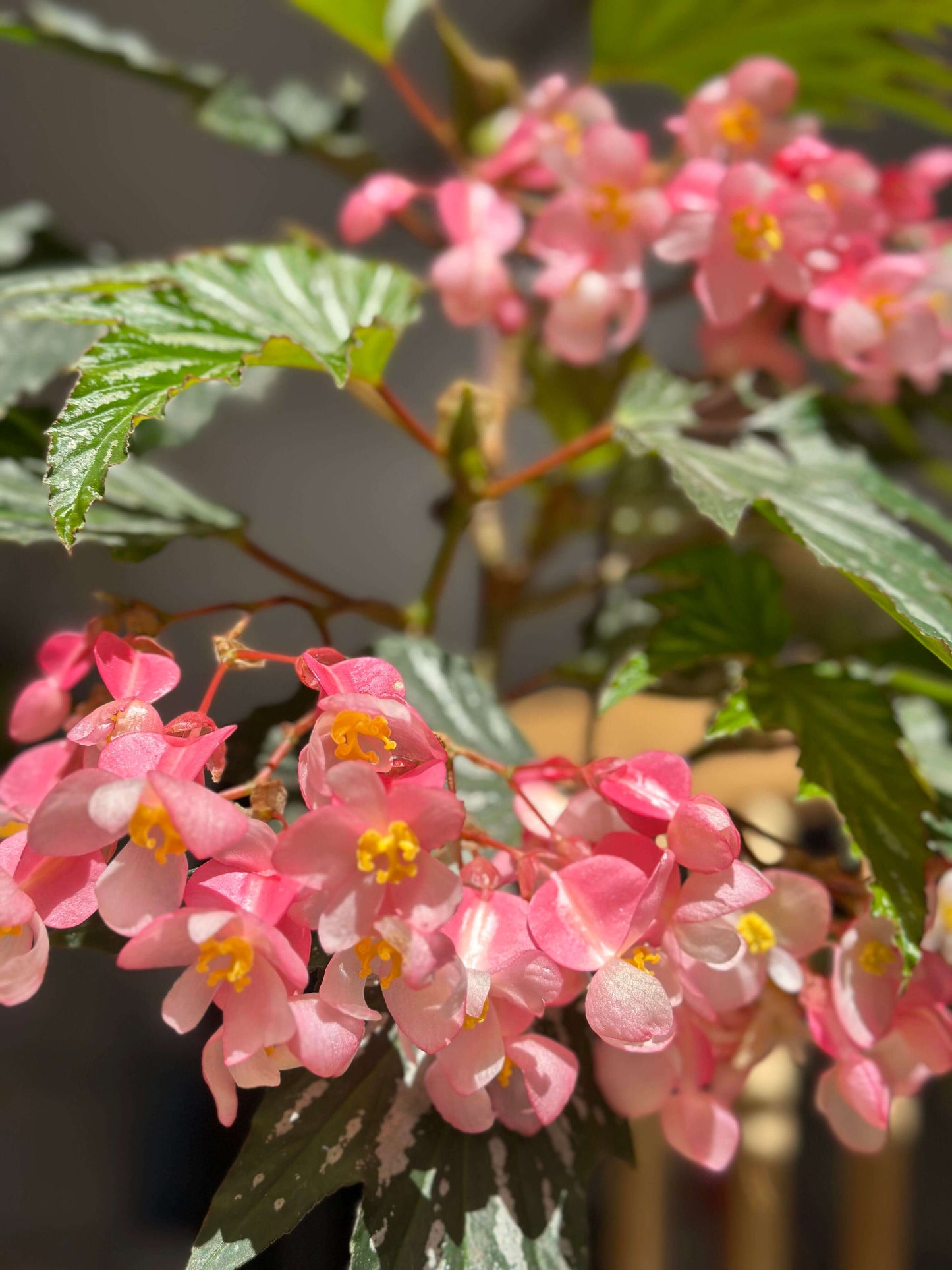 Begonia ‘Sophie Cecile’ (also known as ‘Sophia’ in some contexts) is a striking cane-stem or “angel wing” begonia cultivar first created by hybridizer Belva Nelson Kusler in 1961, via a cross between Begonia ‘Lenore Olivier’ and Begonia aconitifolia.