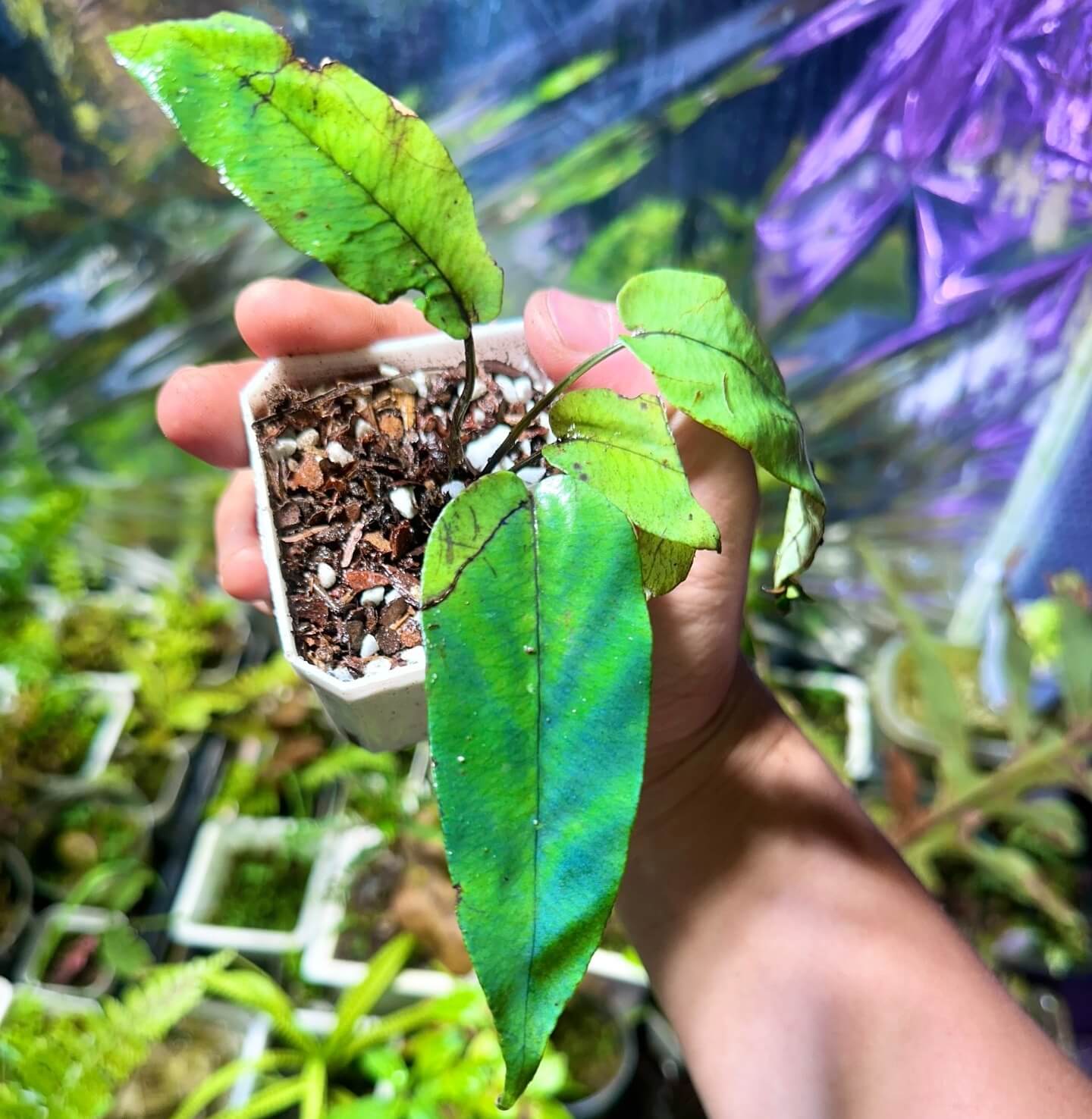 Diplazium cordifolium is a rare and visually striking fern species native to the humid rainforests of Southeast Asia and Oceania. This species is known for its iridescent, slightly bluish fronds and is well-suited for cultivation in terrariums.