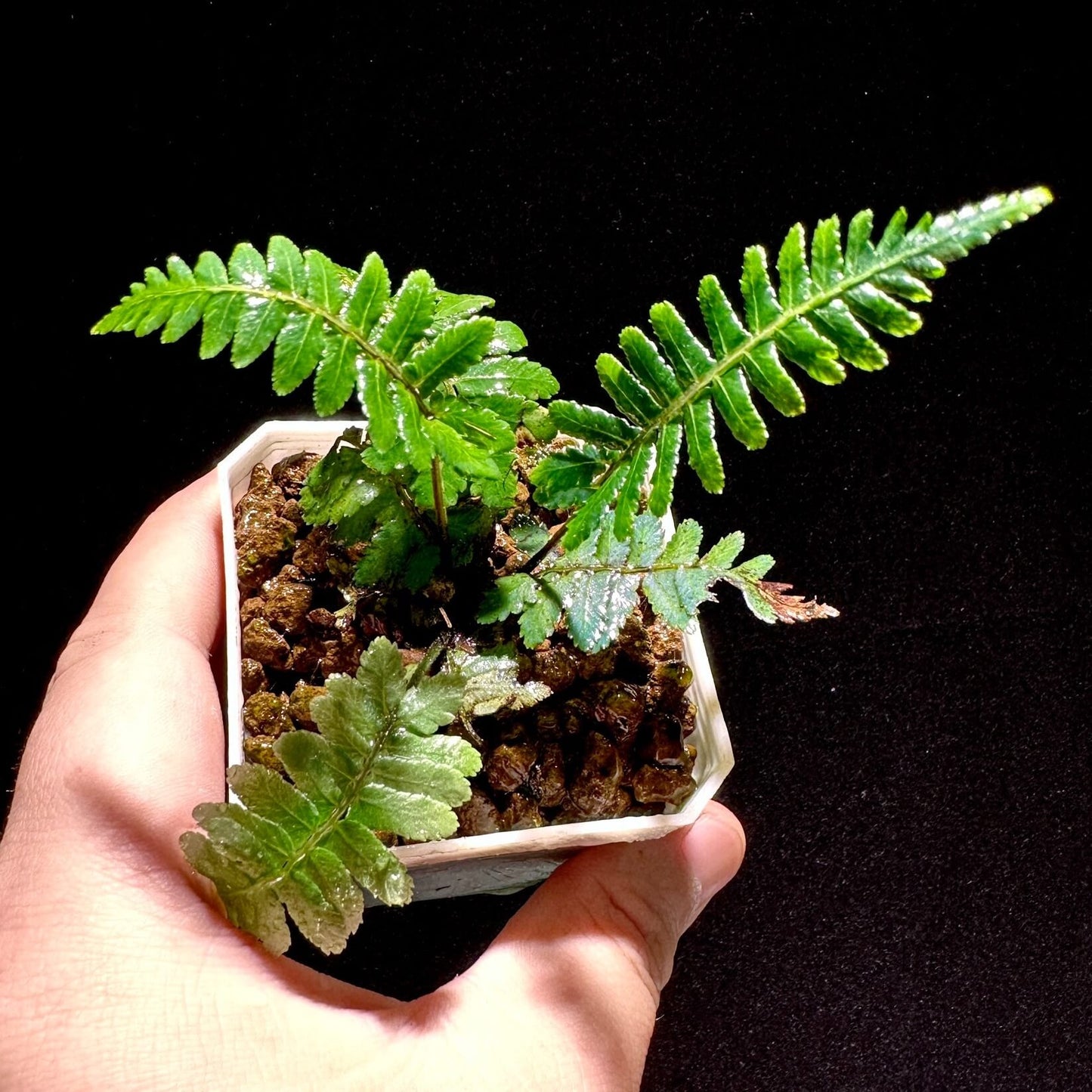 Diplazium tomentosum is a terrestrial fern native to Southeast Asia, particularly found in tropical rainforests. This species is characterized by its distinctive blue-green metallic sheen on the fronds and its auriculate (ear-shaped) pinnae. The rachis and costa are densely covered with short, coarse brown hairs, giving the fern a velvety texture.