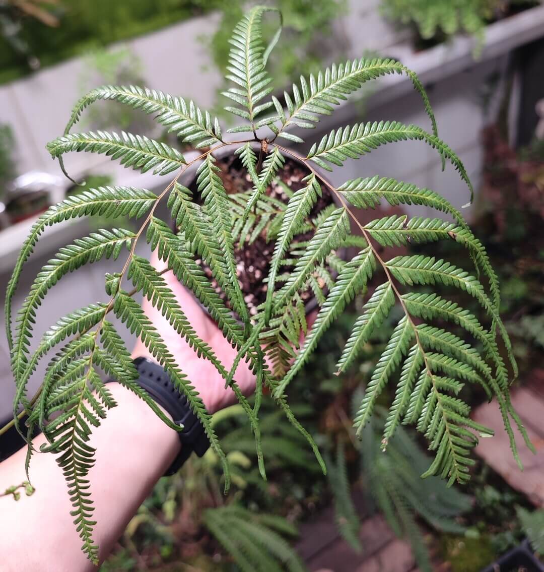 Diplopterygium laevissimum is a tropical fern in the family Gleicheniaceae, widely distributed across Asia. It grows in humid forest habitats, often forming spreading colonies on slopes or open understory areas. The plant is characterized by its distinctive repeatedly forked (dichotomous) fronds, which create a layered, tangled appearance. With creeping rhizomes and an ability to expand across the ground, it can form dense patches in suitable moist, shaded environments.