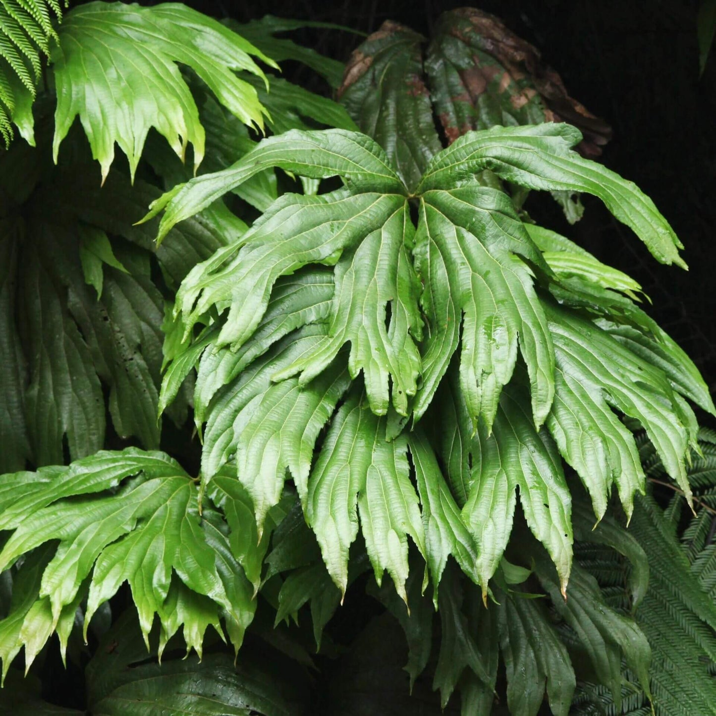 Dipteris chinensis Christ is a fern species in the genus Dipteris, belonging to the family Dipteridaceae, an ancient lineage of ferns with only two extant genera. This species is endemic to China, where it grows in warm, humid forest habitats, typically under evergreen coniferous–broad-leaved mixed forests. It prefers areas with rich soil organic matter and a well-developed litter layer. Like other Dipteris species, its fronds are fan-shaped and divided into lobes, giving it a distinctive appearance.