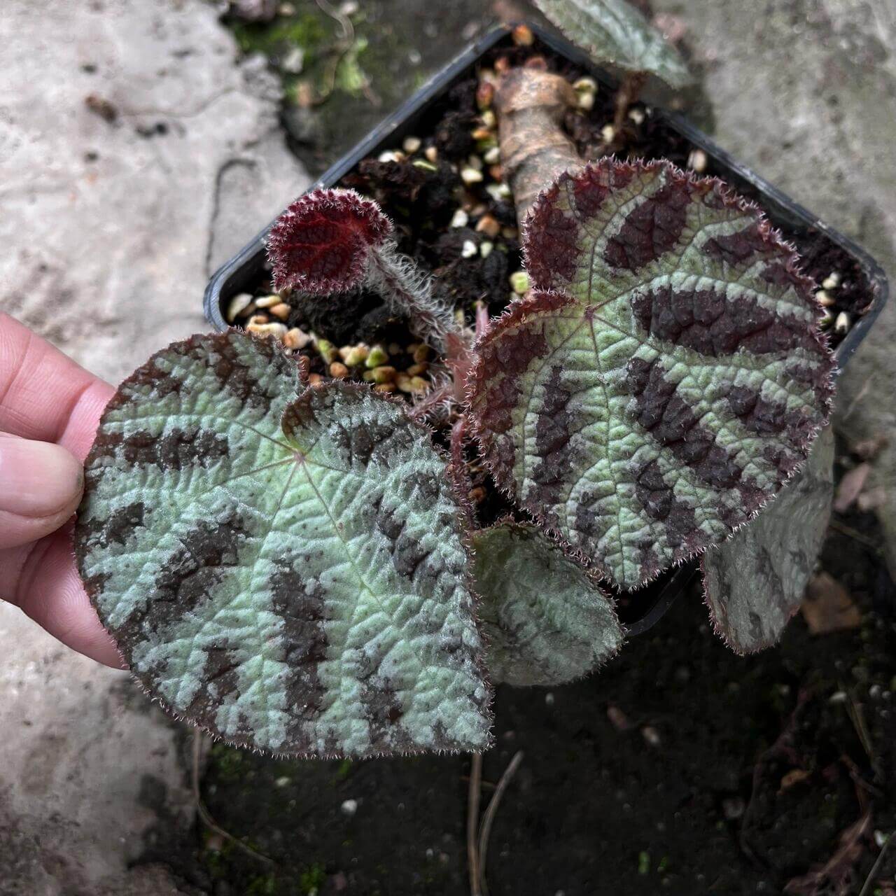 Begonia larvata, native to the mountainous regions of Guangxi, China, is a stunning begonia species known for its heart-shaped leaves and unique leaf patterns. The leaves feature green veins surrounded by silver-white outlines, creating a beautiful contrast. Additionally, the surface of the leaves is dotted with brown speckles, adding texture and visual interest, while the edges are softly covered in fine fuzz.