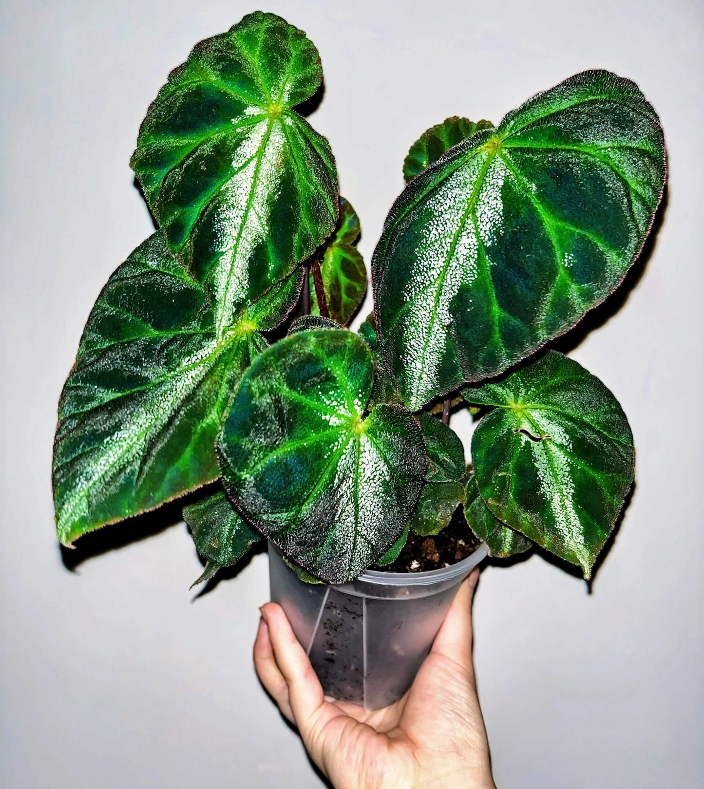 Begonia luochengensis is a stunning begonia species native to the Guangxi region of China. Its leaves are velvety and soft to the touch, with a texture that resembles the adorable ears of a small animal. These leaves are adorned with distinct veins and a plush fuzz, adding to their unique charm. The foliage features bold black patches, while a prominent white vein runs along the central axis from the leaf stalk to the tip, creating a striking contrast.