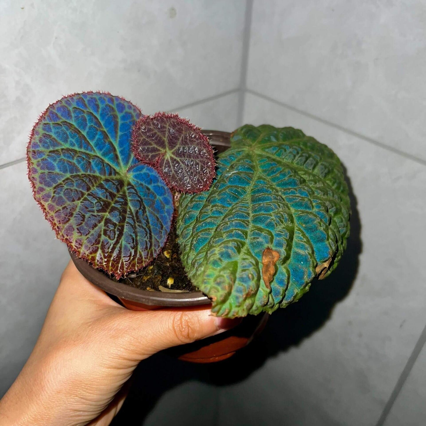 Begonia rockii is a stunning species of begonia native to the mountainous regions of Yunnan, China. Renowned for its striking, iridescent leaves, this plant displays an array of colors, including blue, turquoise, and purple, which shimmer in different lighting conditions, creating a beautiful metallic sheen. As a result, it has become a highly sought-after specimen for plant enthusiasts and collectors alike.