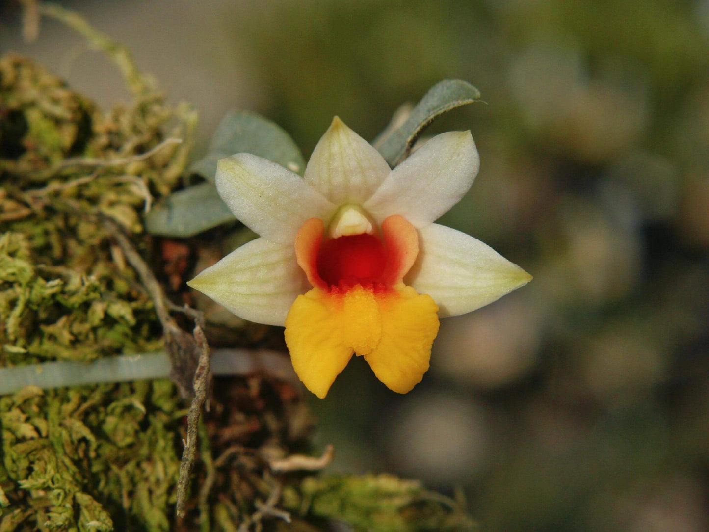 Dendrobium bellatulum is a miniature epiphytic orchid native to the eastern Himalayas and northern Indochina, including regions of Myanmar, Thailand, Laos, Vietnam, and southern China. It thrives at elevations ranging from 700 to 2,100 meters in bright, deciduous forests.