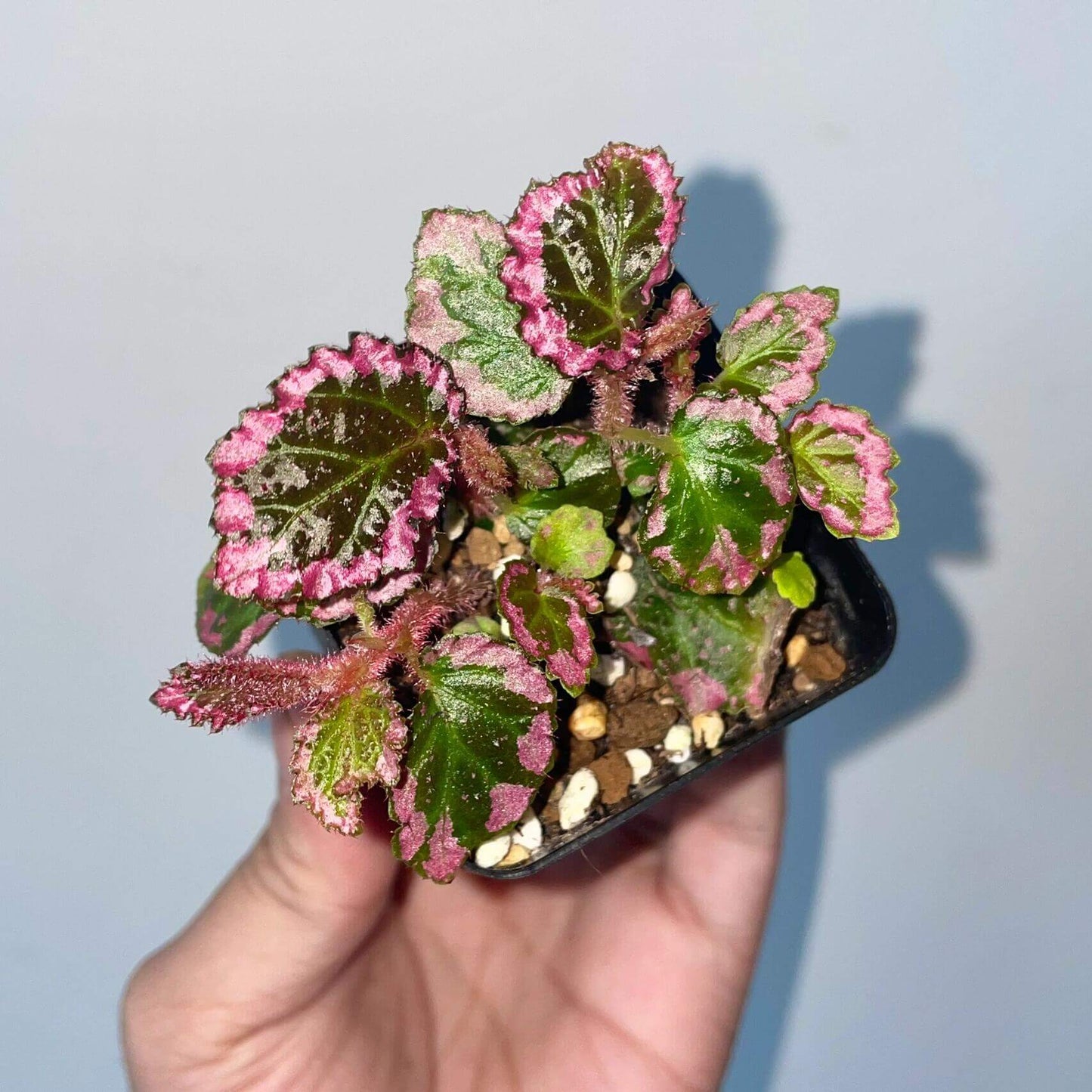 Begonia fulvovillosa is a unique and captivating Begonia species, native to New Guinea. Known for its distinctive foliage with vibrant pink edges, this plant adds a touch of elegance and beauty to any collection.