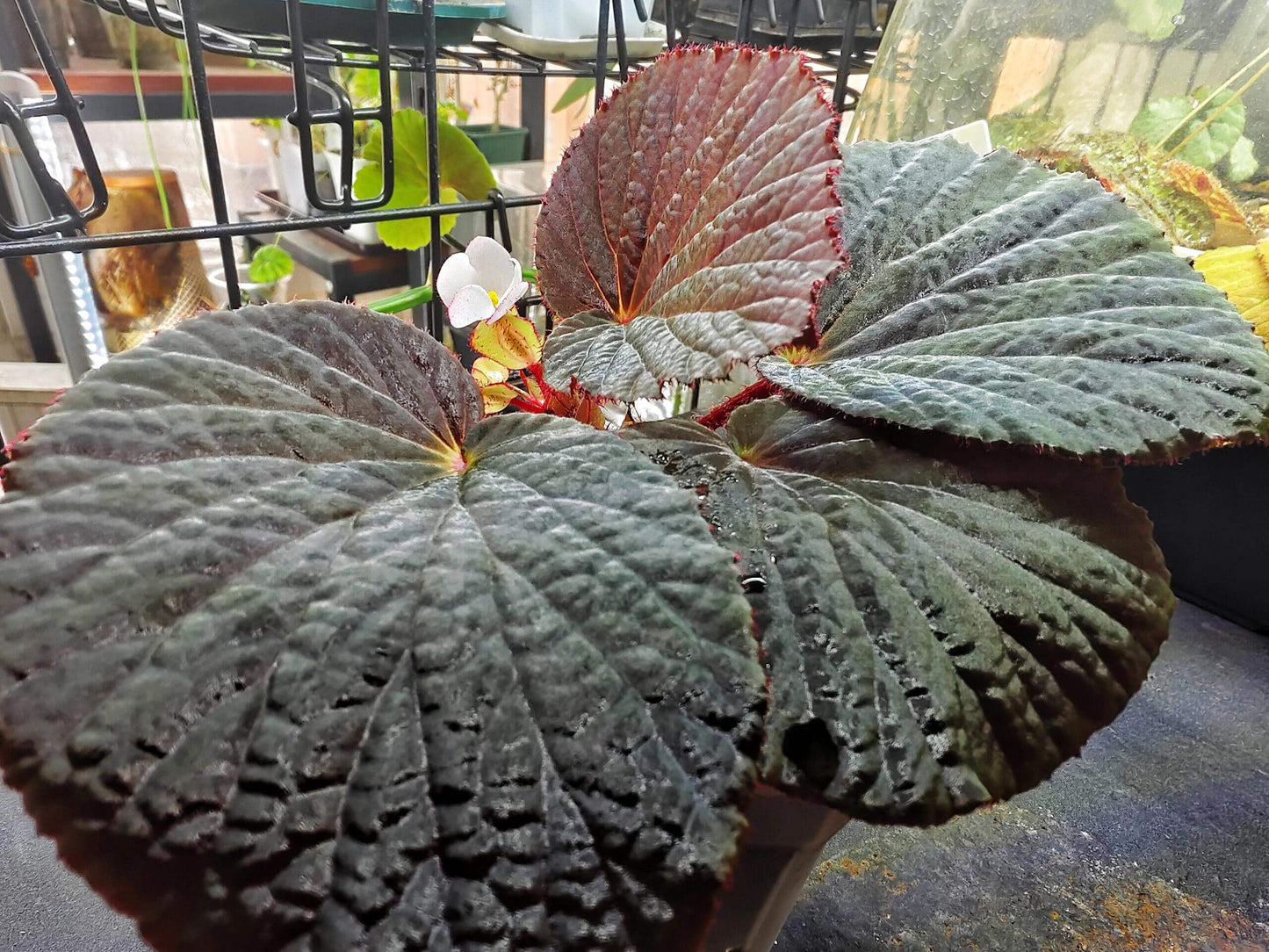 Begonia Aketajawensis Dark Form is one of the three stunning Begonia Aketajawensis, a rare and highly coveted species native to the Molucca Islands of Indonesia. This species is known for its dark, velvety leaves that exhibit a unique muscular texture. The leaves have a pronounced velvet-like surface, and as the light shifts, they reveal different hues that change with the viewing angle. Under low light conditions, the leaves take on a fascinating bluish reflection, adding to the plant’s captivating beauty.