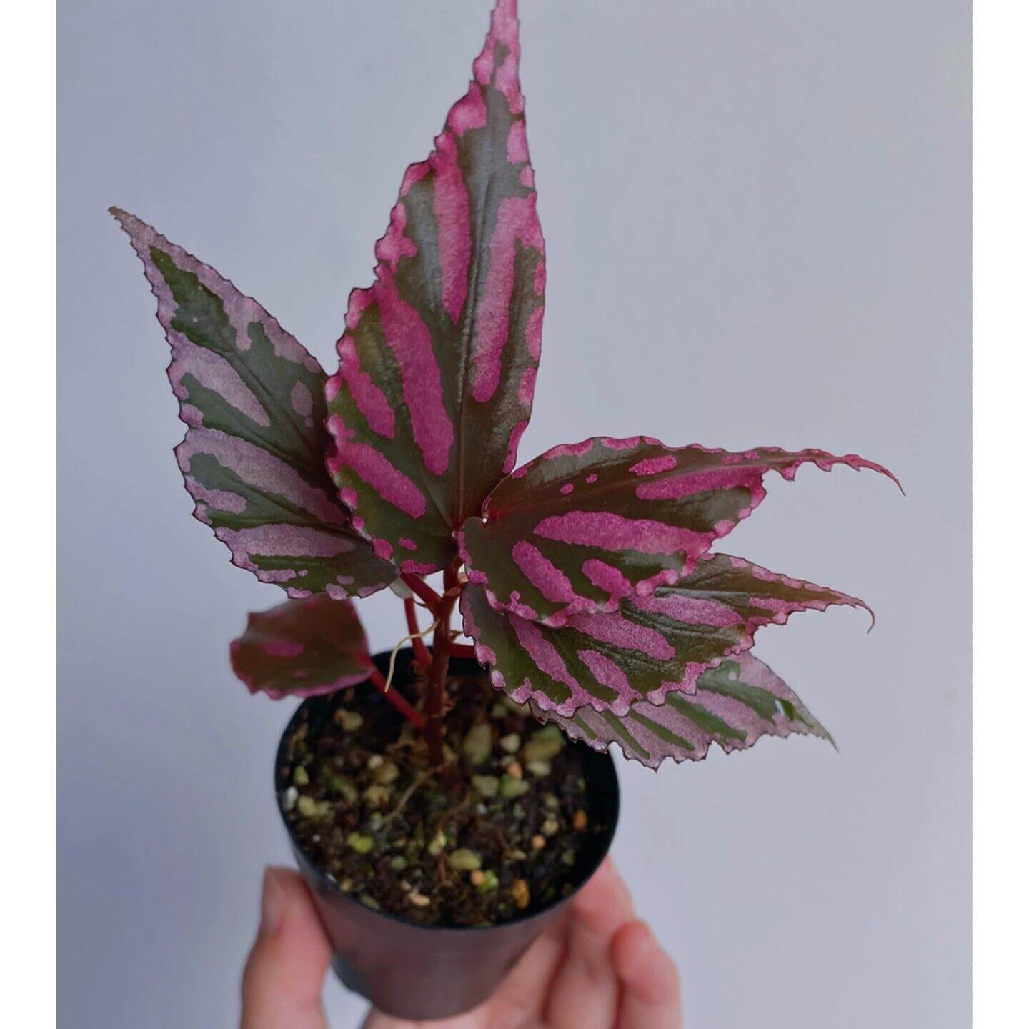 Begonia sp. Julau is a rare and visually striking plant native to the humid forests of Julau, Sarawak, Malaysia. Renowned for its unique angel-wing-shaped leaves adorned with beautiful pink spots, this begonia adds an exotic and captivating touch to any indoor plant collection. With its distinct appearance, it is highly sought after by plant enthusiasts and collectors looking for something truly special.