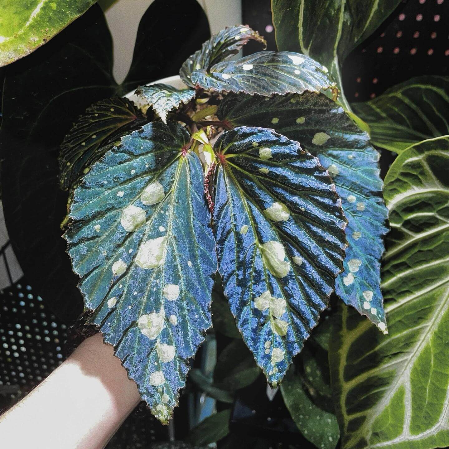 Begonia sp. Mantuk is a rare and captivating Begonia species native to the tropical forests of Sarawak, Borneo. Known for its iridescent foliage, this plant features large, glossy green leaves with white spots that shift in color under different environmental conditions. Depending on the light and humidity, the leaves can appear in shades of green, black, or blue, adding a dynamic visual element to your collection.