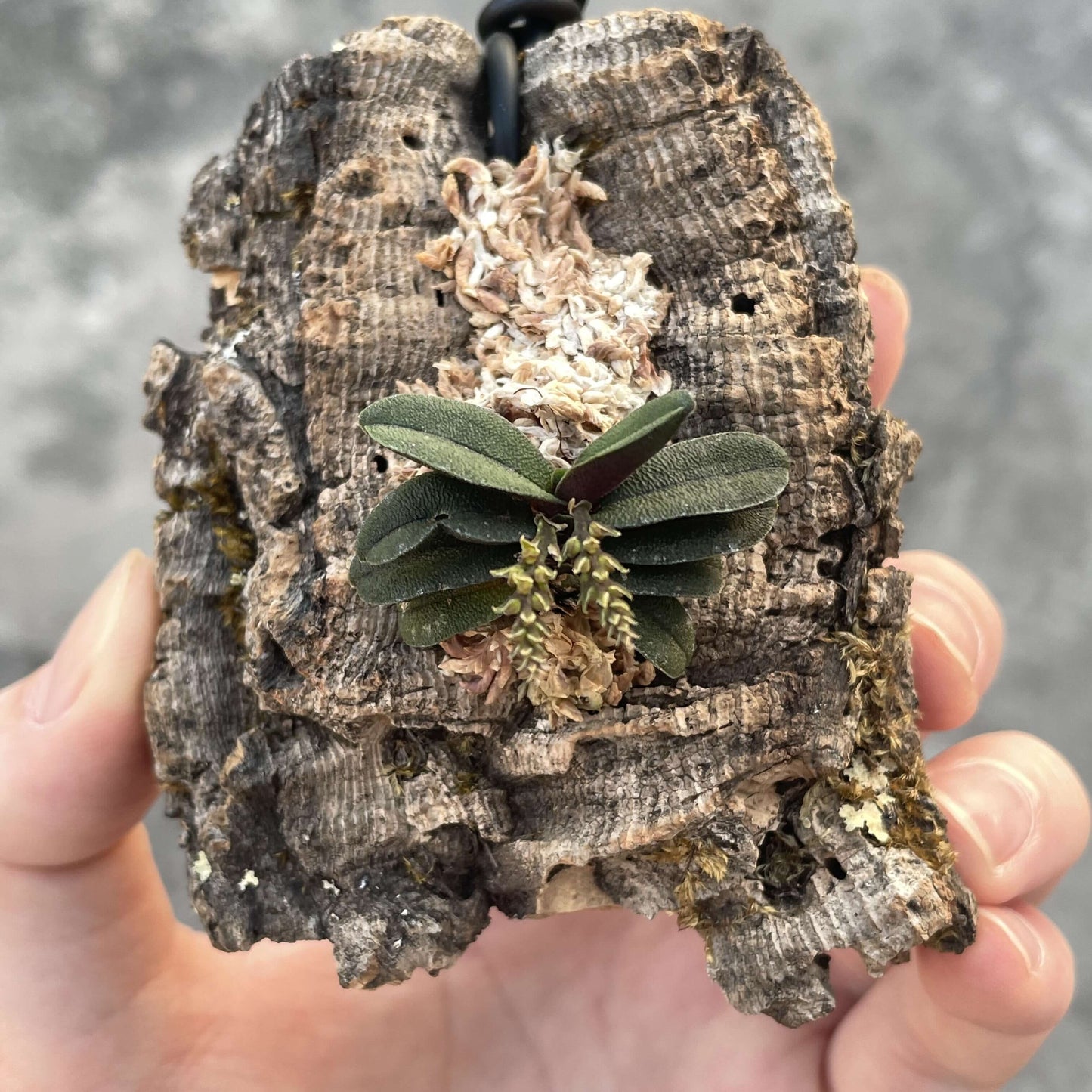 Schoenorchis tixieri is a diminutive and captivating orchid species native to southern Yunnan province in China and central Laos. This orchid is very small, making it perfect for terrariums where space and humidity can be carefully controlled.