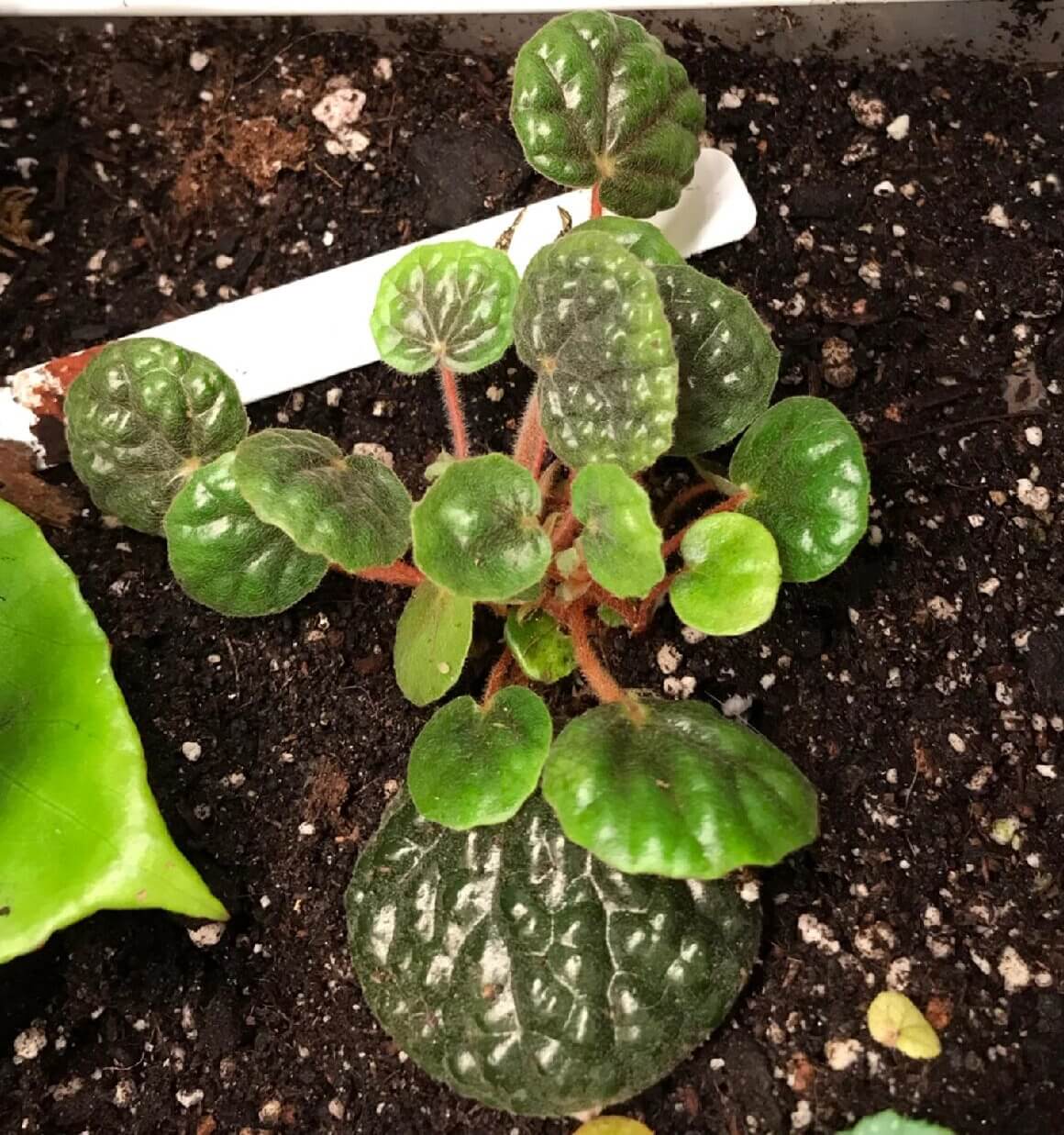 Begonia bullatifolia is a slow-growing, compact begonia species native to the Espírito Santo region of Brazil. Known for its distinctive foliage, this plant features heart-shaped leaves covered with small, raised, bubble-like textures. The leaves are densely covered with fine hairs, particularly on the underside, giving them a woolly appearance. The color of the leaves is a soft gray-green with a thick, succulent-like texture.