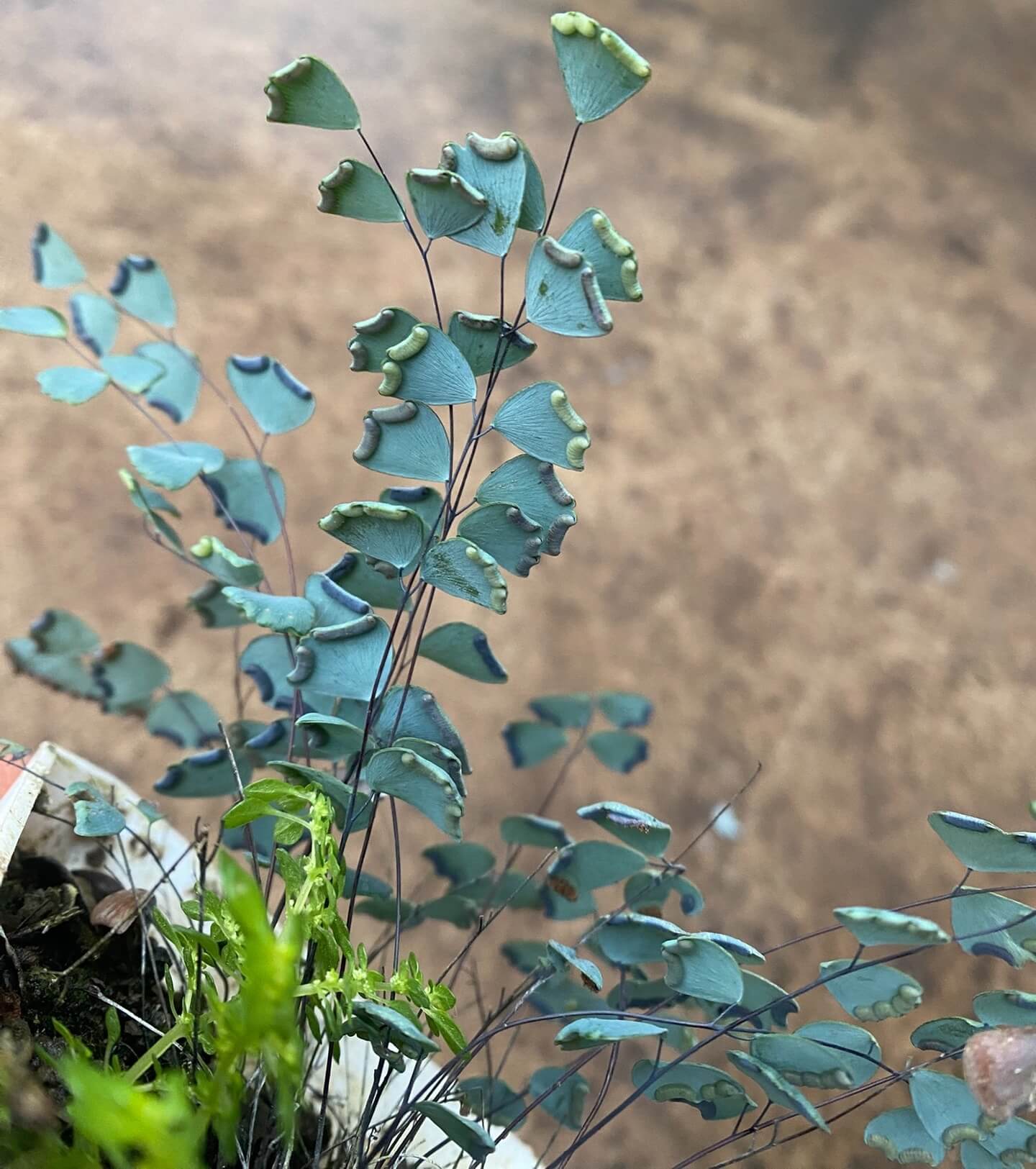 Adiantum gravesii is a rare and delicate fern native to southern China and northern Vietnam, known for its soft, mist-like appearance. With its small, rounded, fan-shaped fronds emerging from wiry black stems, this fern is perfect for adding a touch of elegance to any indoor or shaded outdoor space. Its fine-textured foliage and compact growth habit make it ideal for containers, terrariums, or shaded garden areas.