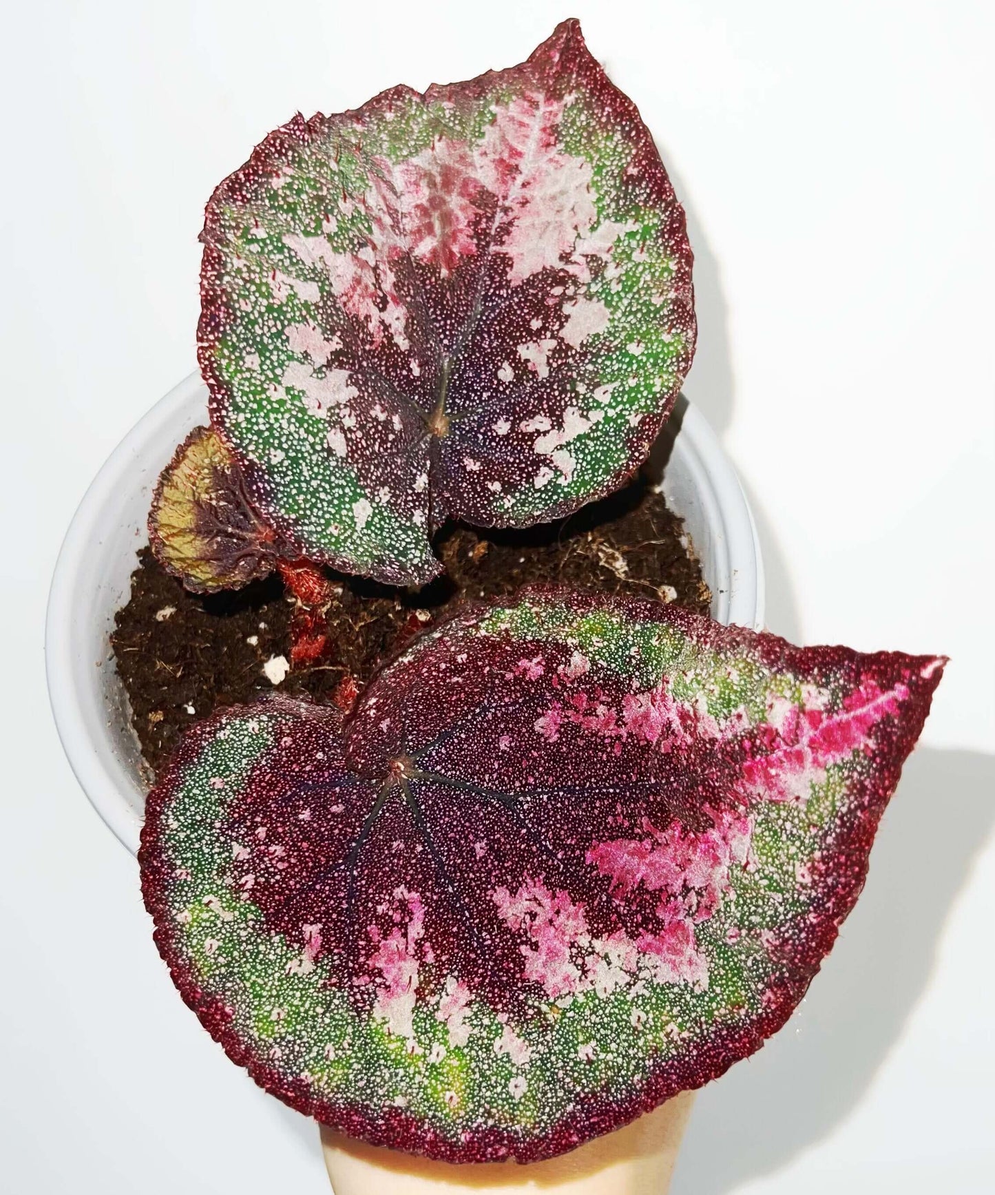 Begonia Antares features large, heart-shaped leaves with dramatic color contrasts and intricate speckling. Each leaf displays a deep burgundy center that gradually blends into rich green tones, and the outermost edge mirrors the same deep burgundy color, creating a balanced frame around the foliage. Fine silver spotting dusts the surface, giving it a soft, galaxy-like shimmer. Under low light, the leaves take on a cooler, bluish iridescence that enhances their vivid and otherworldly appearance.