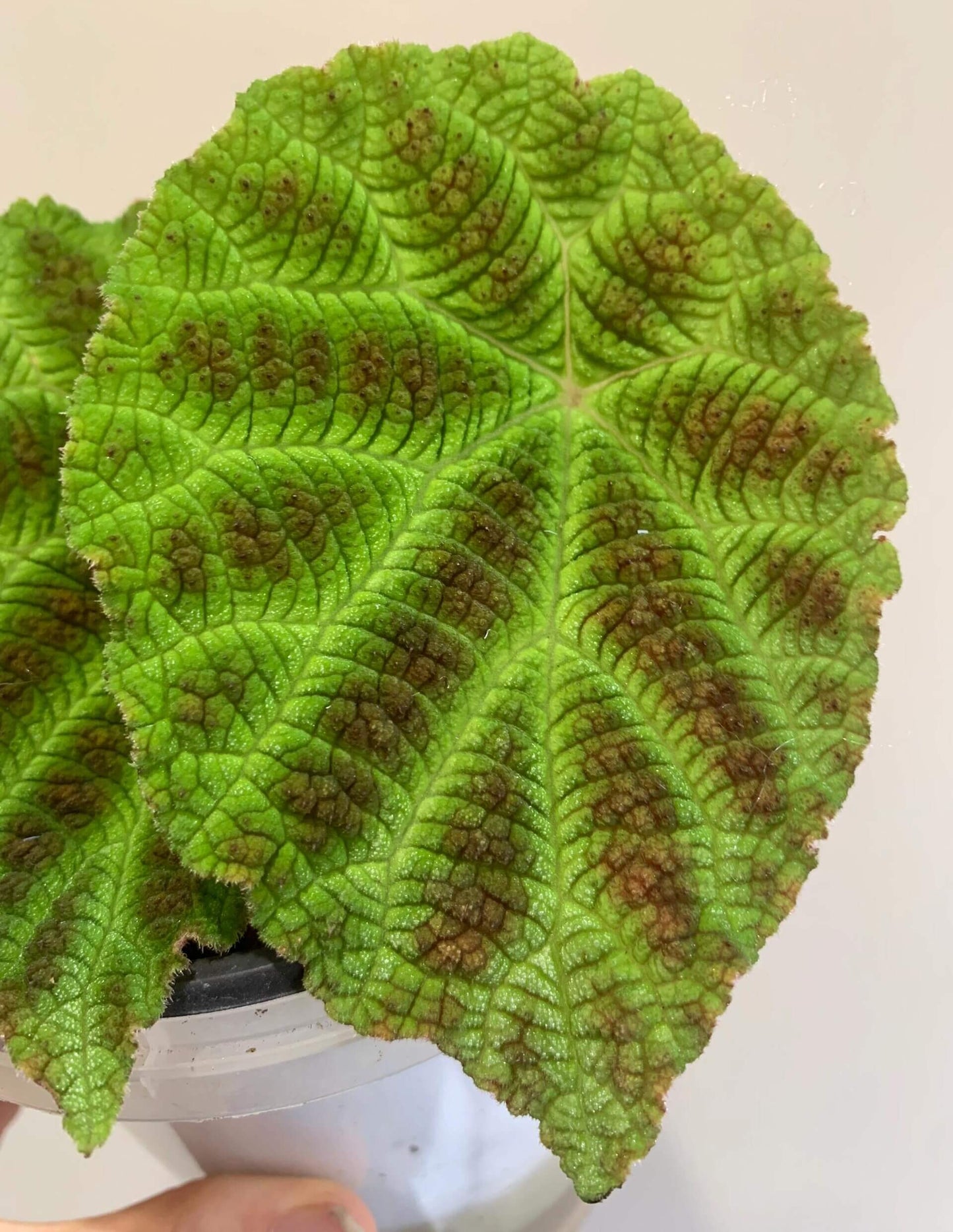 The Begonia arachnoidea is a stunning rhizomatous begonia native to Guangxi, China, with unique features that make it a must-have for any plant lover. Its name is derived from the distinctive shape of the veins on the underside of its leaves, which resemble a spider’s web. This exotic plant has asymmetrical, heart-shaped leaves that grow alternately, with a vibrant green color and speckled brown spots adorning the surface, creating a beautiful and intricate design.