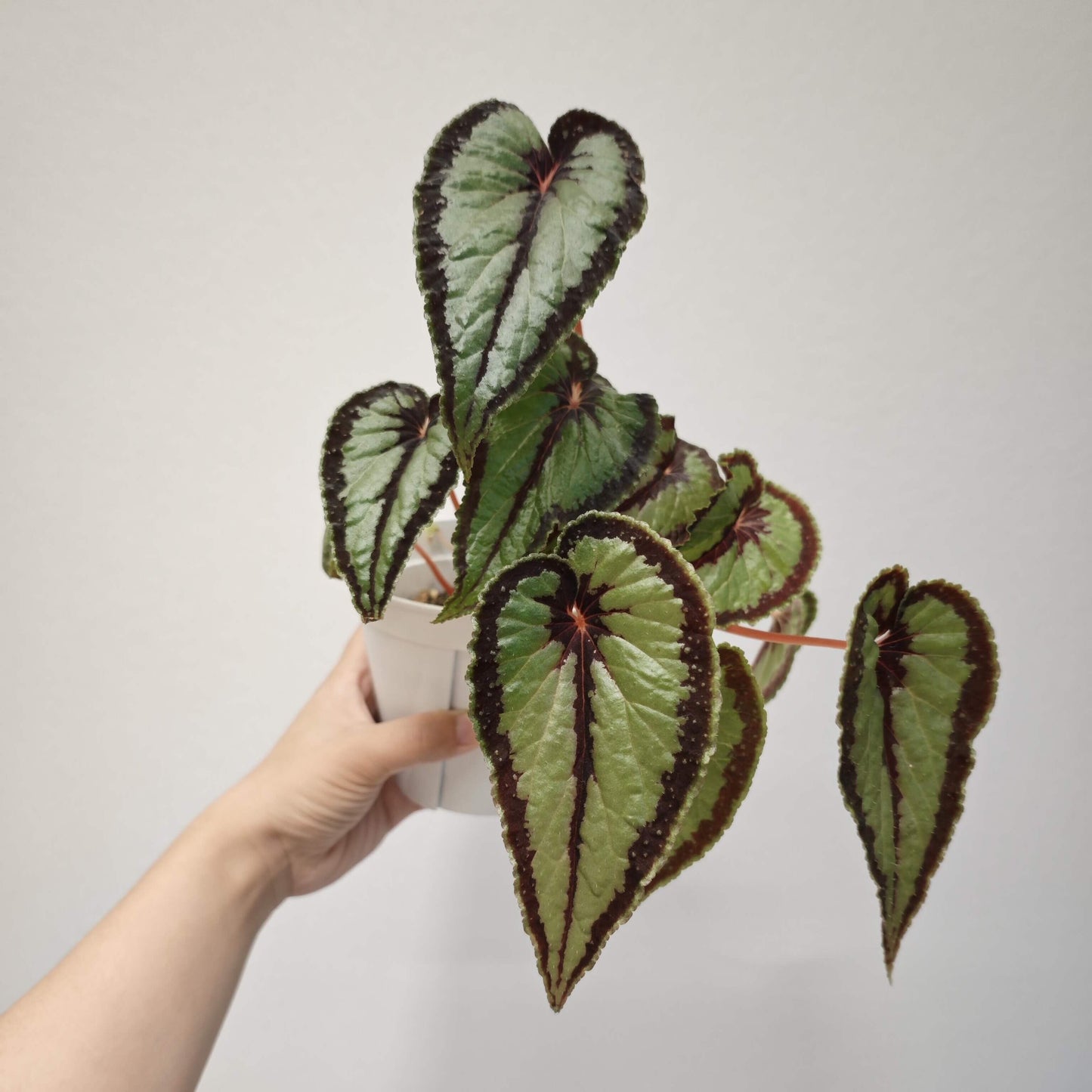 Begonia dinhdui is a rhizomatous species native to South Vietnam. The leaves are long and heart-shaped, with deep green coloration. They feature a wide black band around the leaf margin, as well as at the point where the petiole attaches and along the main vein in the center of the leaf.