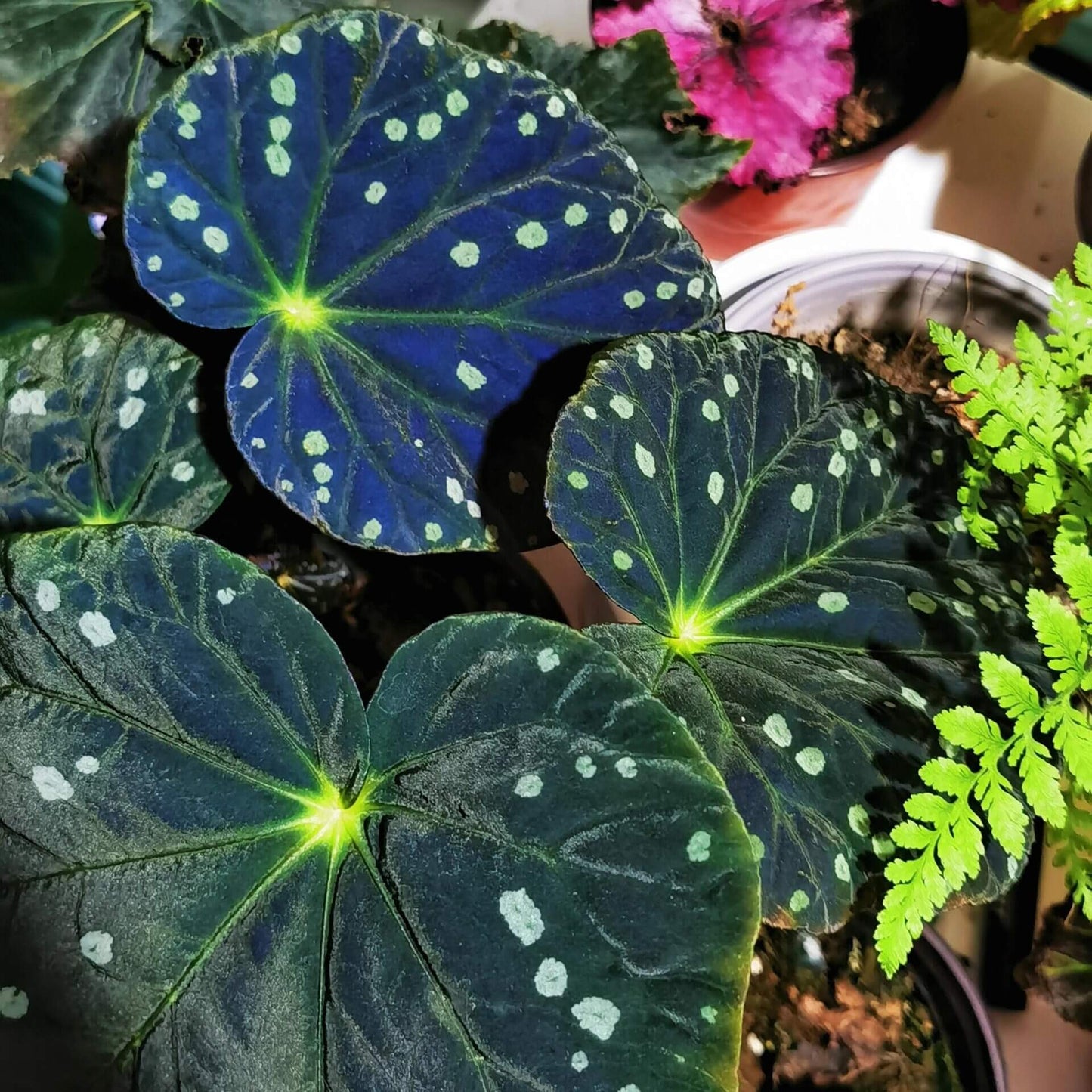 Begonia erythrofolia is a captivating and rare species native to the Wenshan region of Yunnan, China. Known for its striking leaf colors and texture, this begonia offers a dynamic visual experience, changing color based on environmental conditions. Its dramatic crimson undersides and elegant, ovate leaves make it a must-have for plant collectors and enthusiasts looking for something unique.
