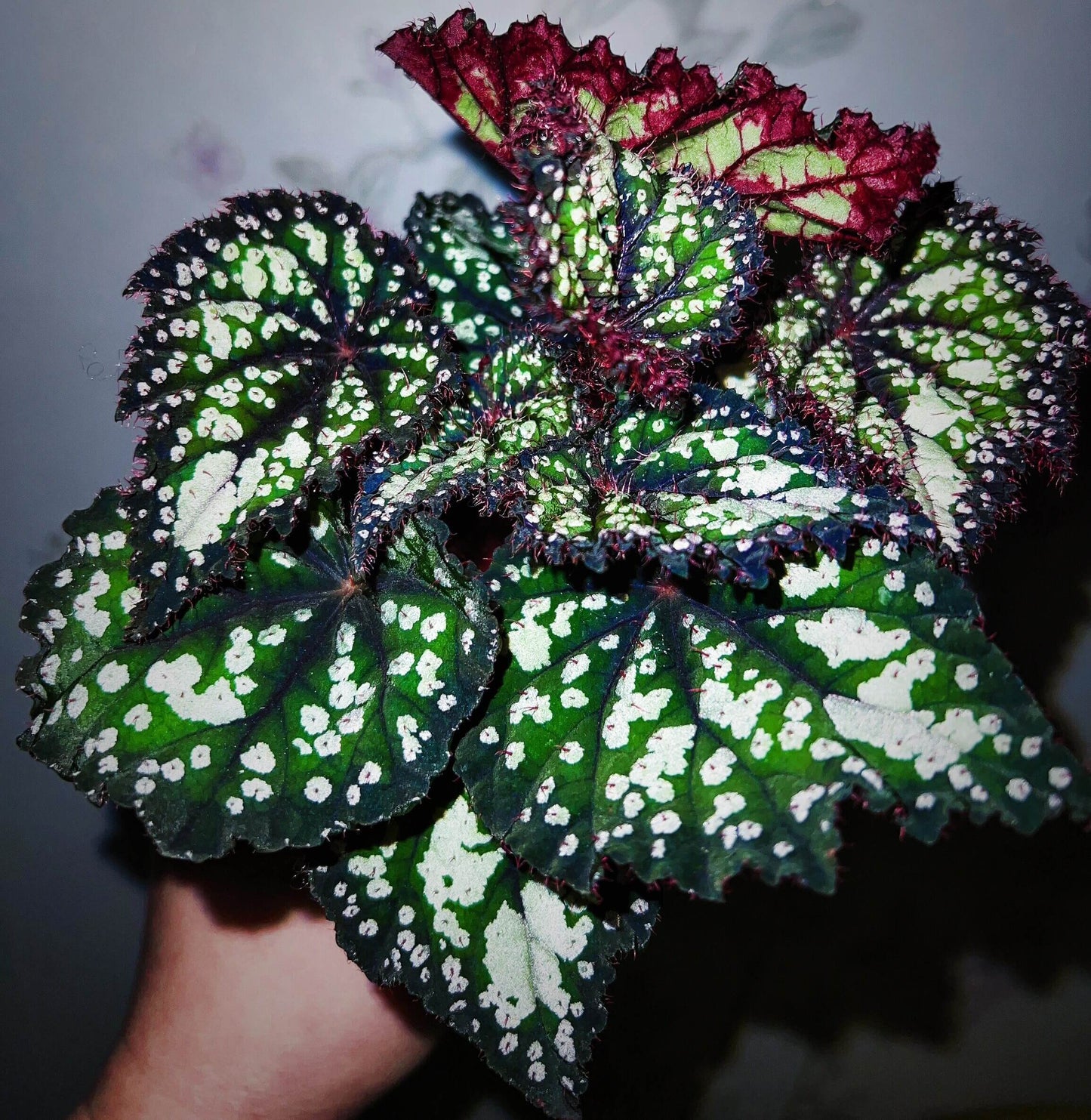 Begonia Fairytale is an exquisite ornamental begonia developed by the Dimetris breeding team. Known for its intricate leaf patterns and graceful appearance, this begonia adds a touch of enchantment to any indoor space. It’s the perfect choice for plant lovers looking to enhance their collection.