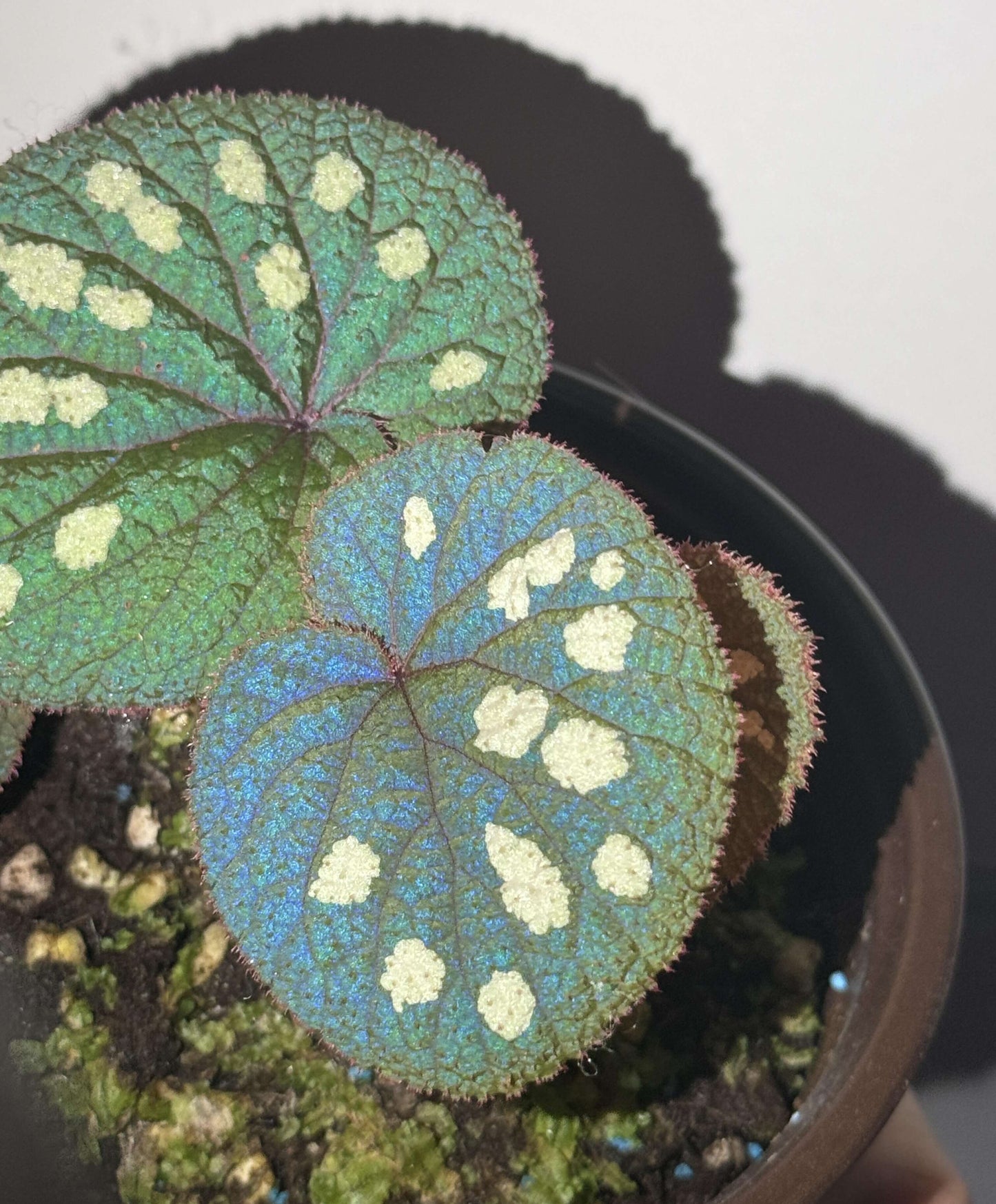 Begonia gulinqingensis is a rare and exquisite species native to China, known for its stunning green leaves adorned with distinctive white spots. This unique begonia thrives in the cool, humid conditions found at an altitude of approximately 1,730 meters in forested meadows. The plant flourishes in an environment with a temperature of around 16.9°C (62.4°F) and high humidity levels of over 85%.