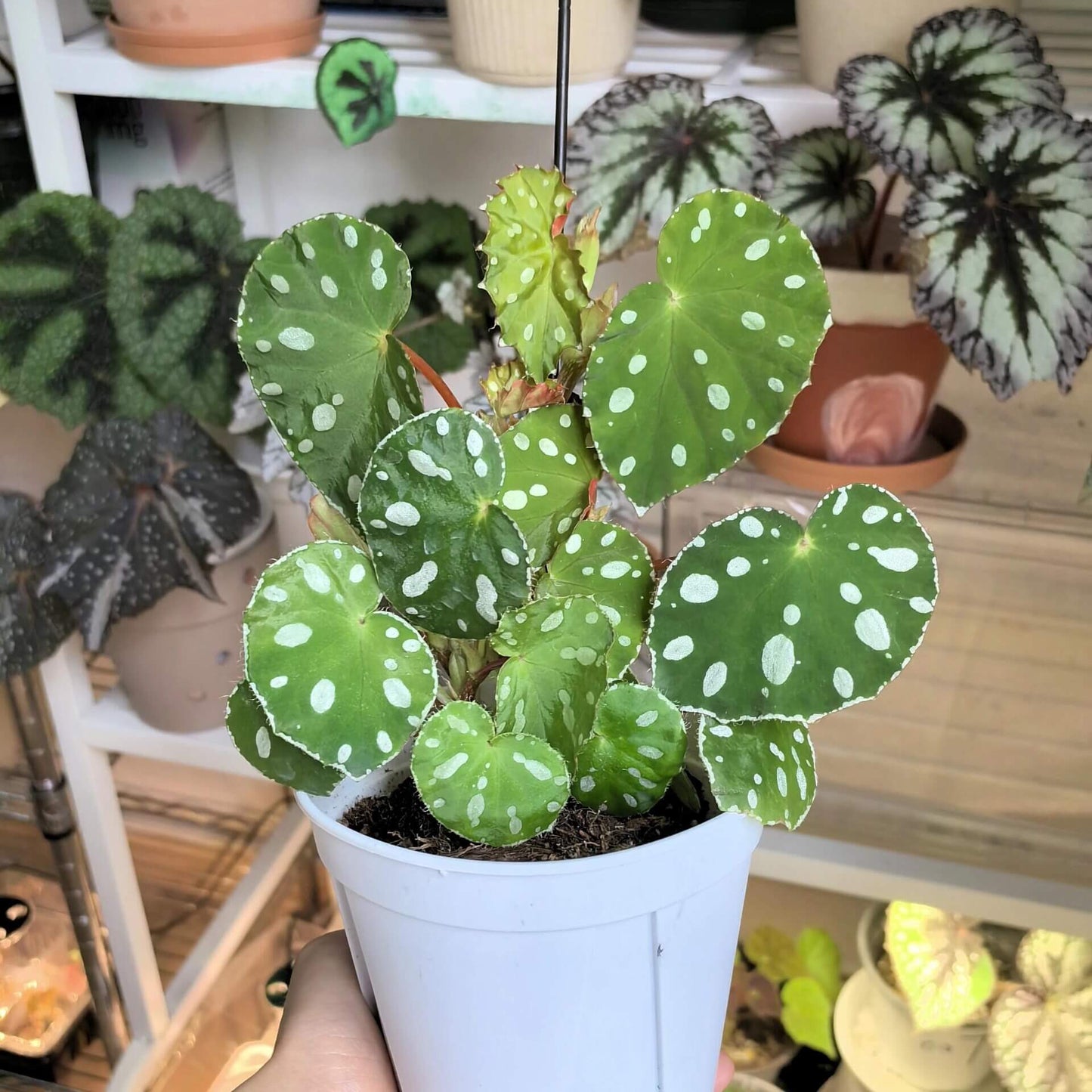 Origin: Native to Malaysia, Begonia jiewhoei thrives in tropical, subtropical environments. Known for its distinct, attractive foliage, this species is perfect for collectors and plant enthusiasts who appreciate unique, ornamental begonias. Features: Leaves: The plant boasts asymmetrical leaves that are a deep green, adorned with striking white or silver oval spots. The leaves also feature a delicate silver edge, enhancing their visual appeal.