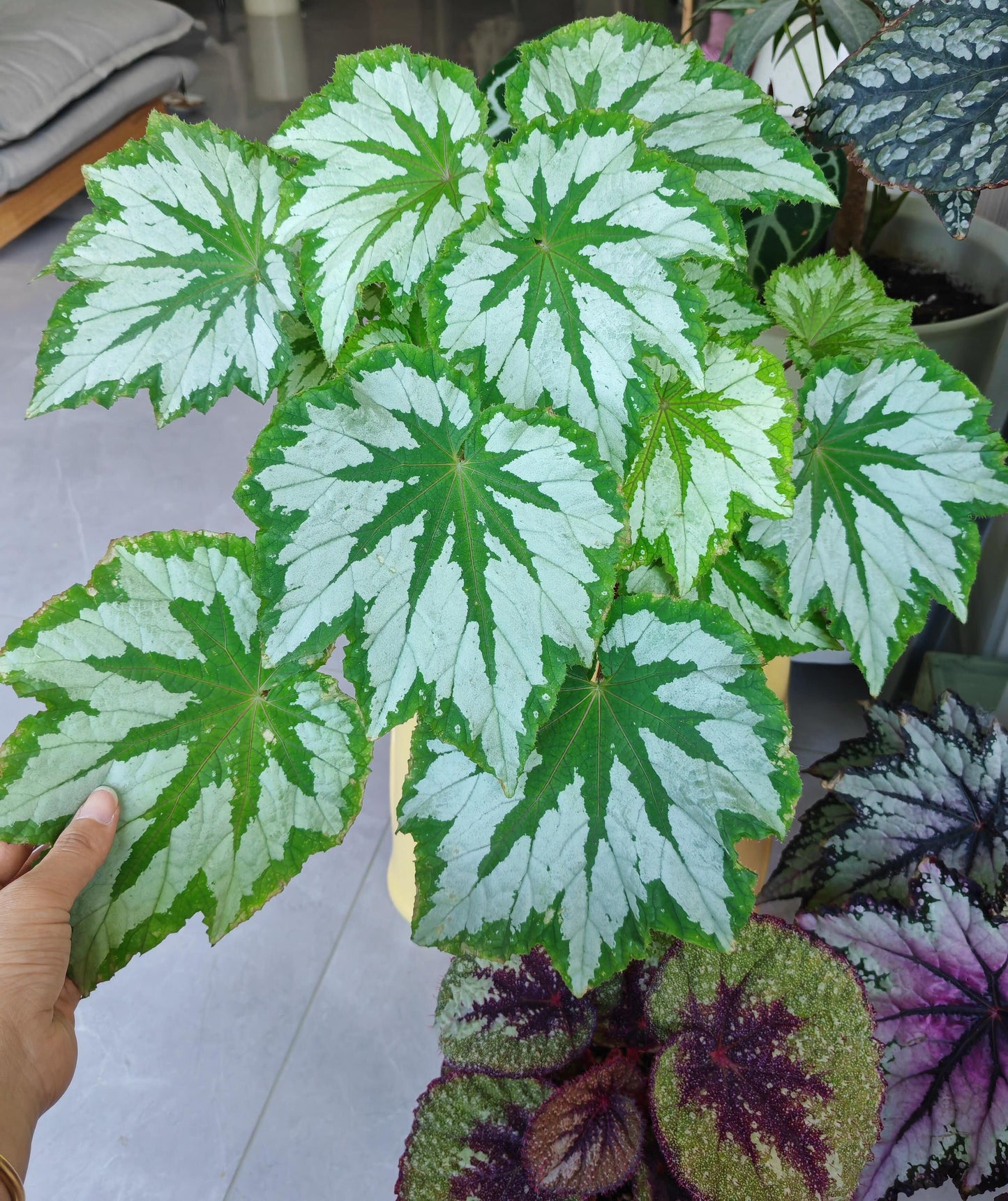 The Begonia Plant Bird boasts large, distinctive leaves with bold, eye-catching patterns. The leaves are a rich green with a notable silver-white sheen on the surface, creating a stunning contrast. The overall shape of the leaves resembles that of a rounded maple leaf. In low-light environments, the green parts of the leaves display a fluorescent reaction, adding a dynamic touch.