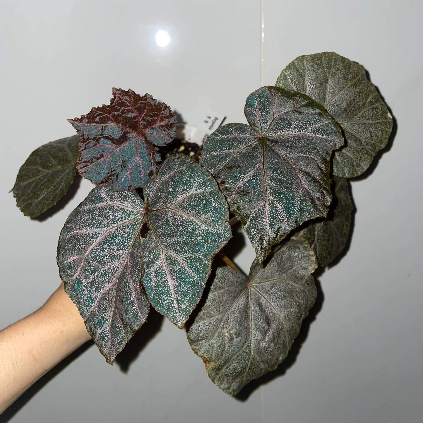 Begonia Robin is a striking plant with deep, dark-colored leaves, featuring vibrant purple-red veins. The leaves are sprinkled with star-like spots, giving it a unique appearance. Under low light conditions, the leaves will reflect a beautiful bluish hue, adding an extra layer of charm.