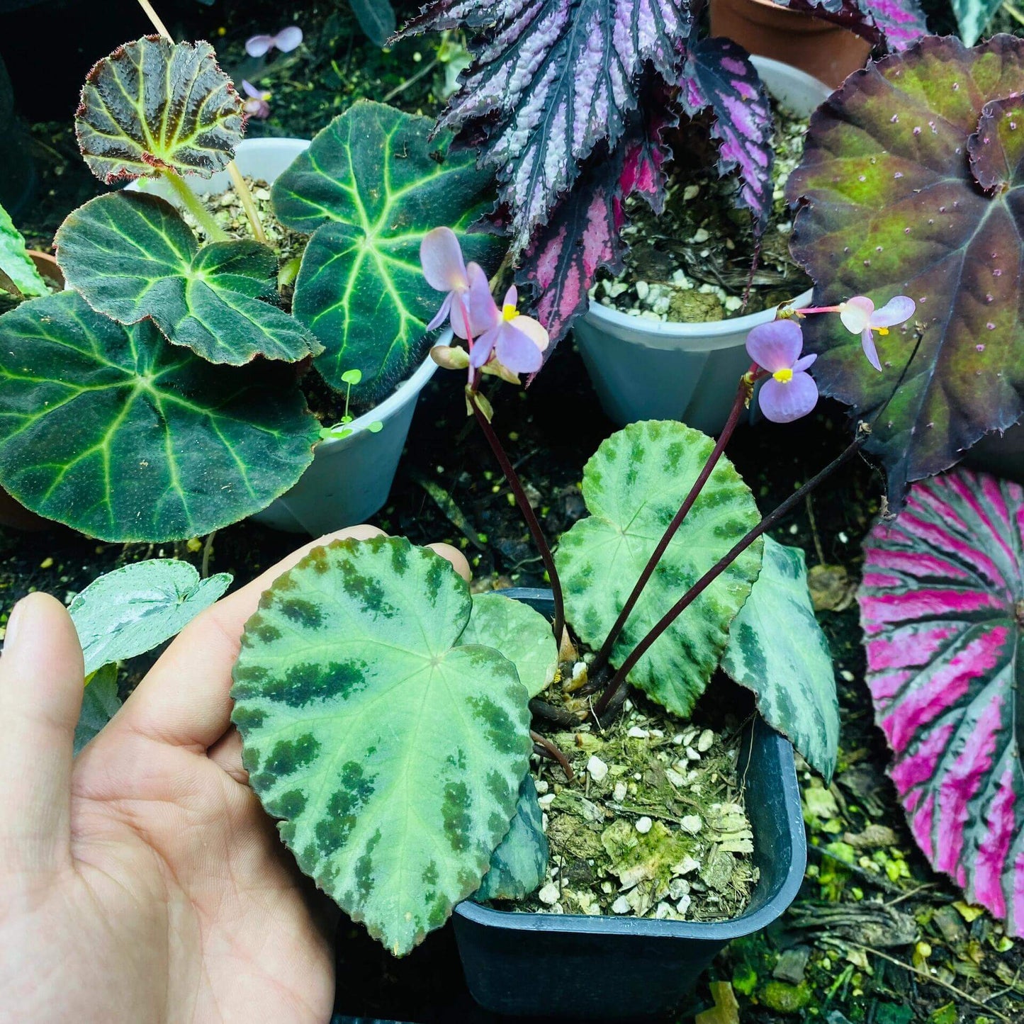 Native to Lang Son, Vietnam, Begonia wiformis is a strikingly beautiful species recently discovered for its unique leaf structure and vibrant colors. With its dark, bullated black margins and smooth, green veins, this begonia offers an eye-catching contrast that makes it a perfect addition to any plant collection.