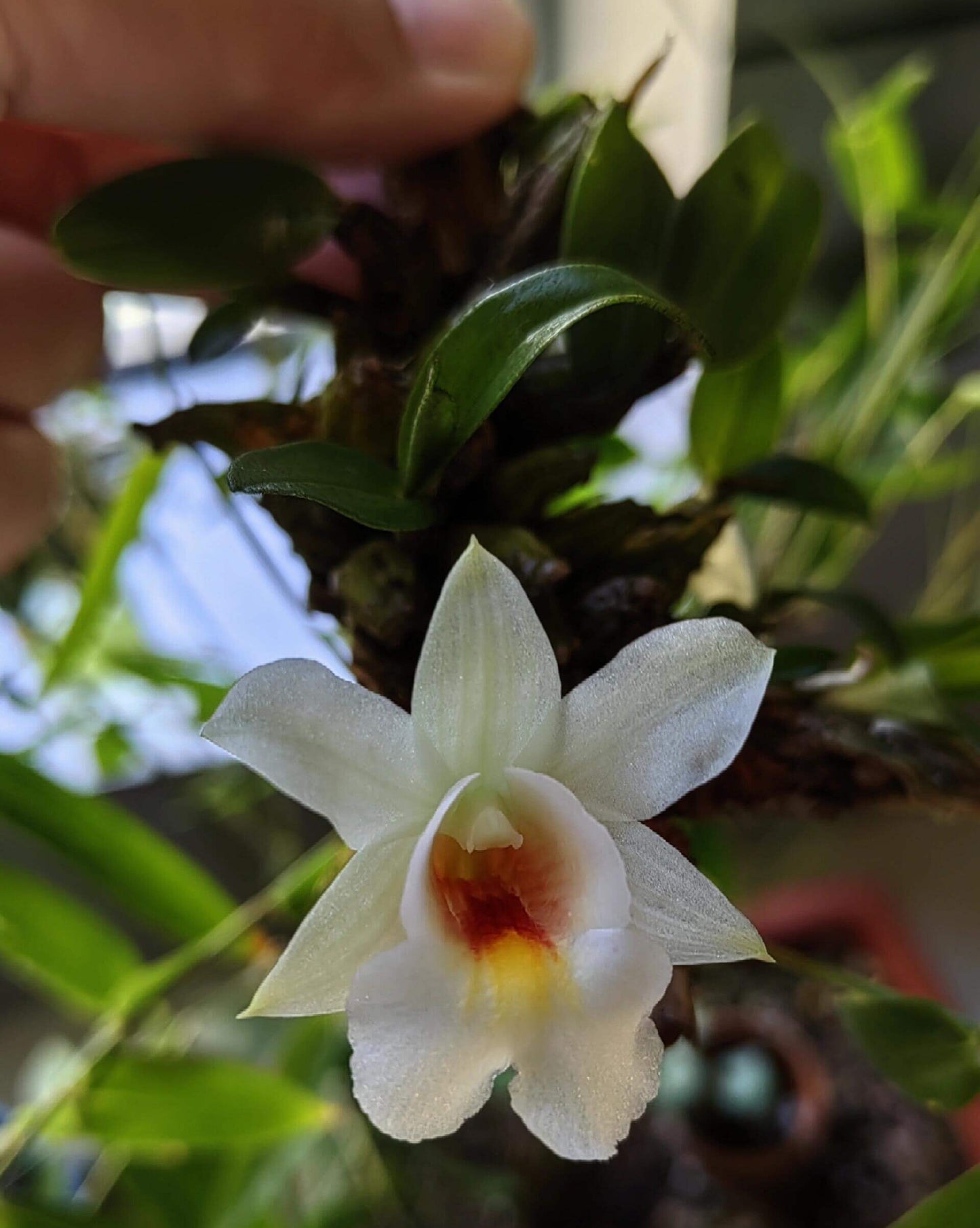 Dendrobium christyanum is a miniature epiphytic orchid native to the highland cloud forests of northern Vietnam, northern Thailand, and southwestern China. It thrives at elevations between 800 and 1,600 meters (2,600 to 5,200 feet), where it experiences cool, humid conditions, making it well-suited for cultivation in terrariums where temperature and humidity can be carefully managed.