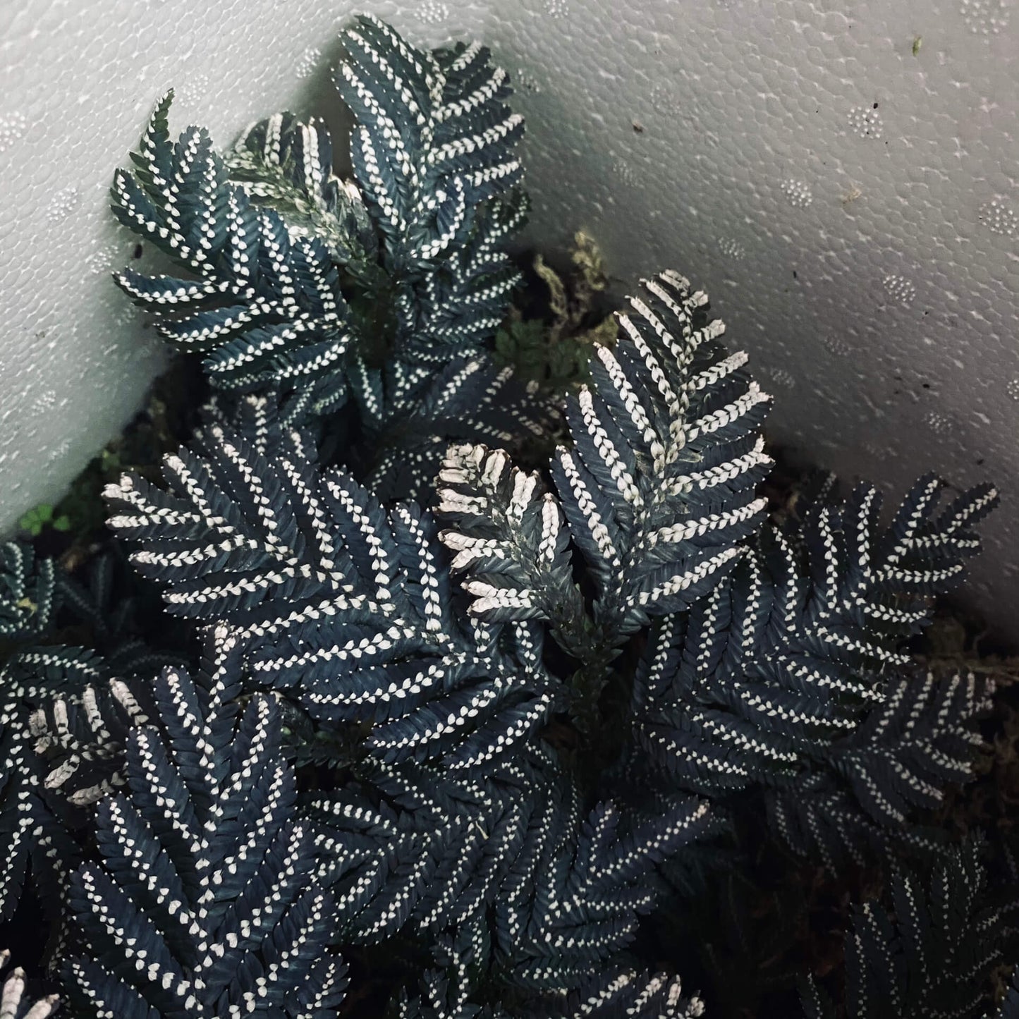 Selaginella picta, a species from the Selaginellaceae family, is native to Southeast Asia, including regions like Vietnam, Laos, and parts of China. It thrives in shaded, humid environments and is well-suited for terrariums or humid indoor settings.