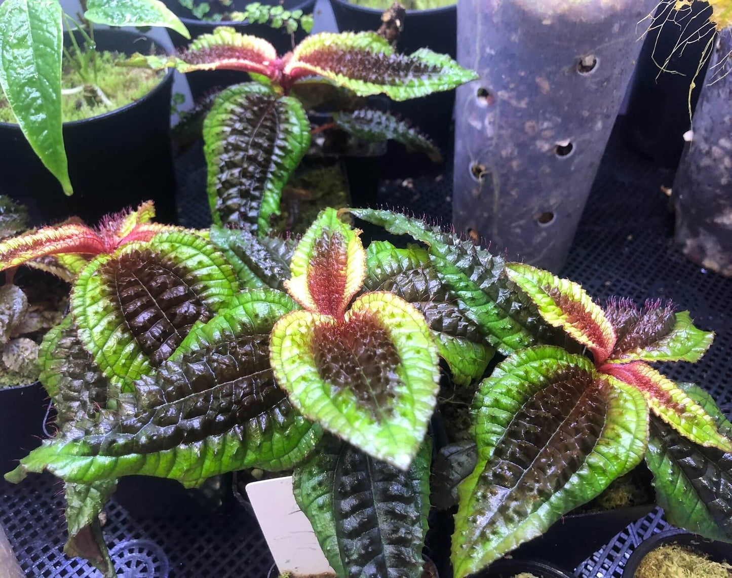 Native to the tropical regions of South America, Triolena pustulata is a stunning Melastomataceae species renowned for its unique, textured leaves and delicate blooms. This plant features a striking contrast with its brownish center and vibrant green edges, making it a captivating addition to any plant collection. Its bullate (puckered) leaves add an exotic touch, making it especially prized among terrarium enthusiasts and collectors of rare tropical plants.