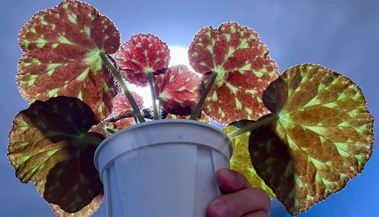 Begonia luzhaiensis, also known as the Luzhai begonia, is a rare and striking species native to the limestone cliffs and rocky slopes of Guangxi, China. With its unique, variegated foliage and vibrant colors, this begonia is perfect for plant collectors looking to add an exotic touch to their collection. Key Features: Leaf Appearance: The leaves of Begonia luzhaiensis are asymmetrical and thin, with a bright green color highlighted by black spots along the veins, giving them a distinctive variegated look.