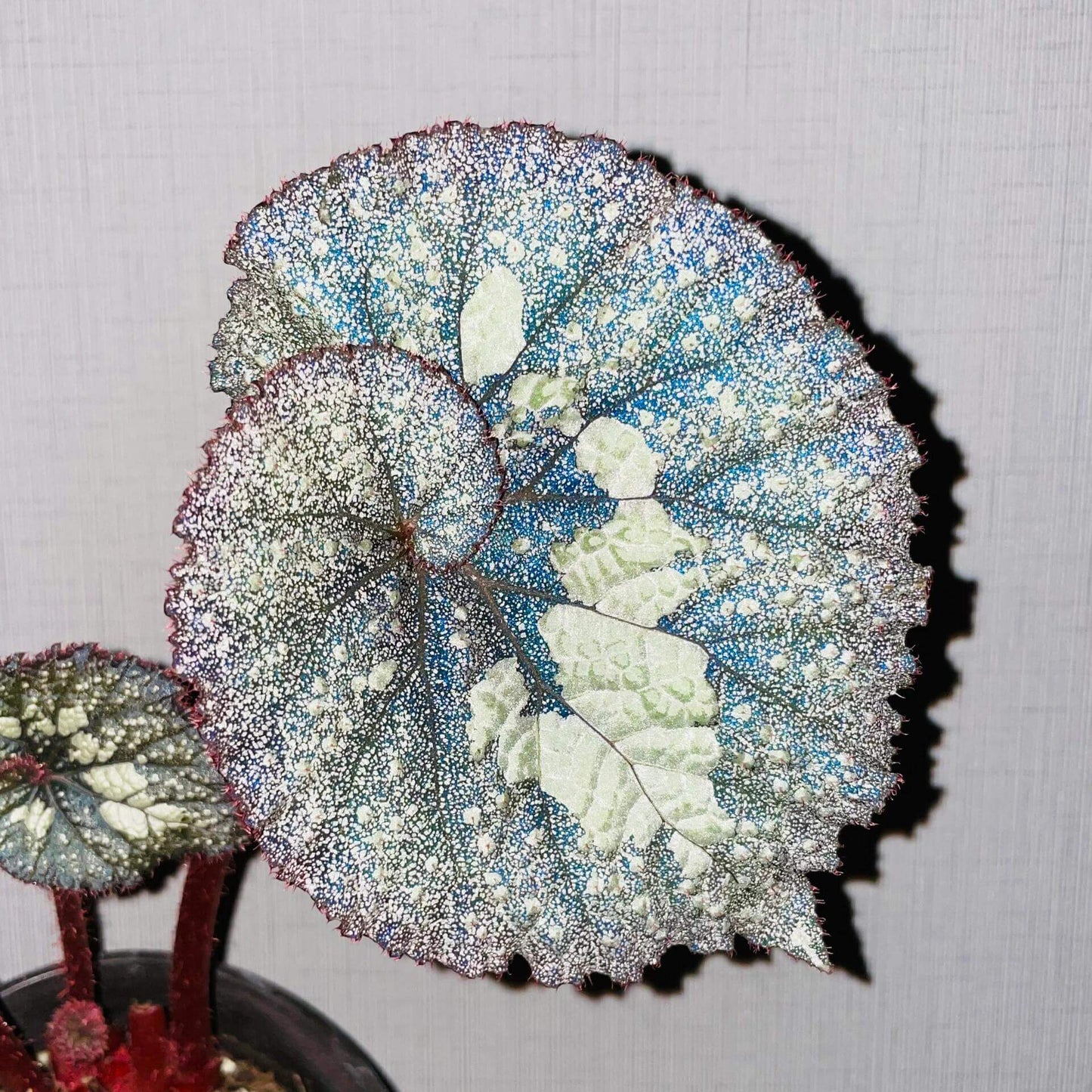 Begonia Super Universe is a breathtaking masterpiece, with foliage that mirrors the vastness of space. Under a flash, the leaves reflect shades of blue and cosmic tones, creating an otherworldly galaxy effect. Its natural variegation resembles a starry sky, making it a highly coveted addition to any plant collection.