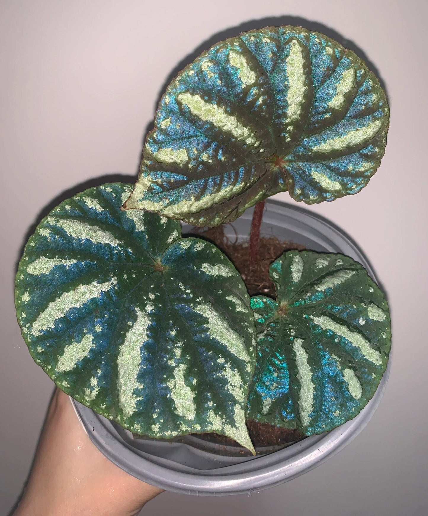Begonia balansana is a charming Begonia species native to the mountainous regions of northern Vietnam, particularly around Mount Ba Vi. Known for its distinctive foliage and adaptability, this plant is perfect for plant collectors and enthusiasts looking to add a beautiful, unique species to their collection.