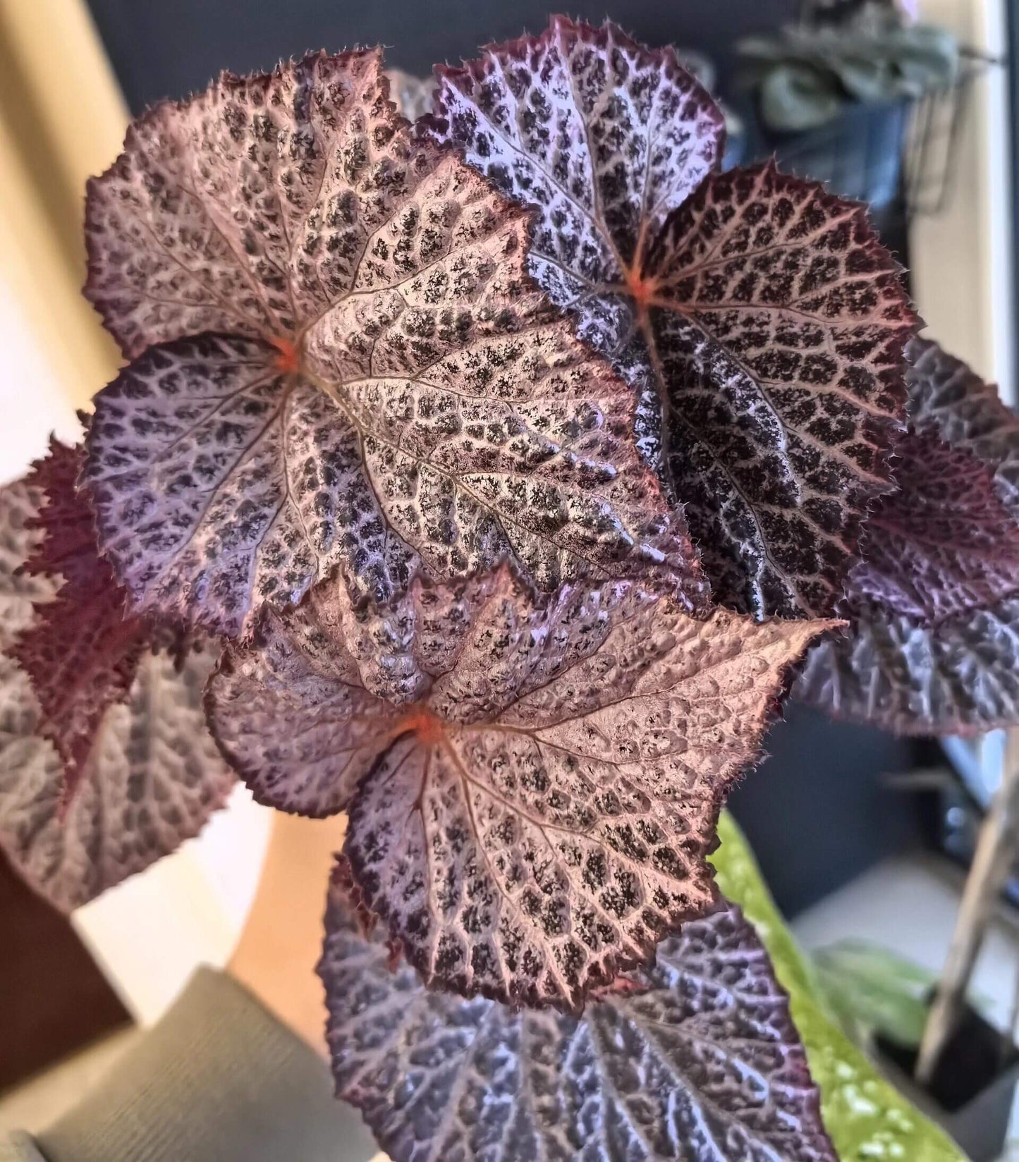 The Begonia Chocolate Lace is a decorative-leaf variety known for its eye-catching foliage. The deep black or dark purple leaves are adorned with a silver lace-like pattern, adding an elegant touch to any room. Ideal for indoor spaces, this begonia will bring a unique and sophisticated flair to your home decor.