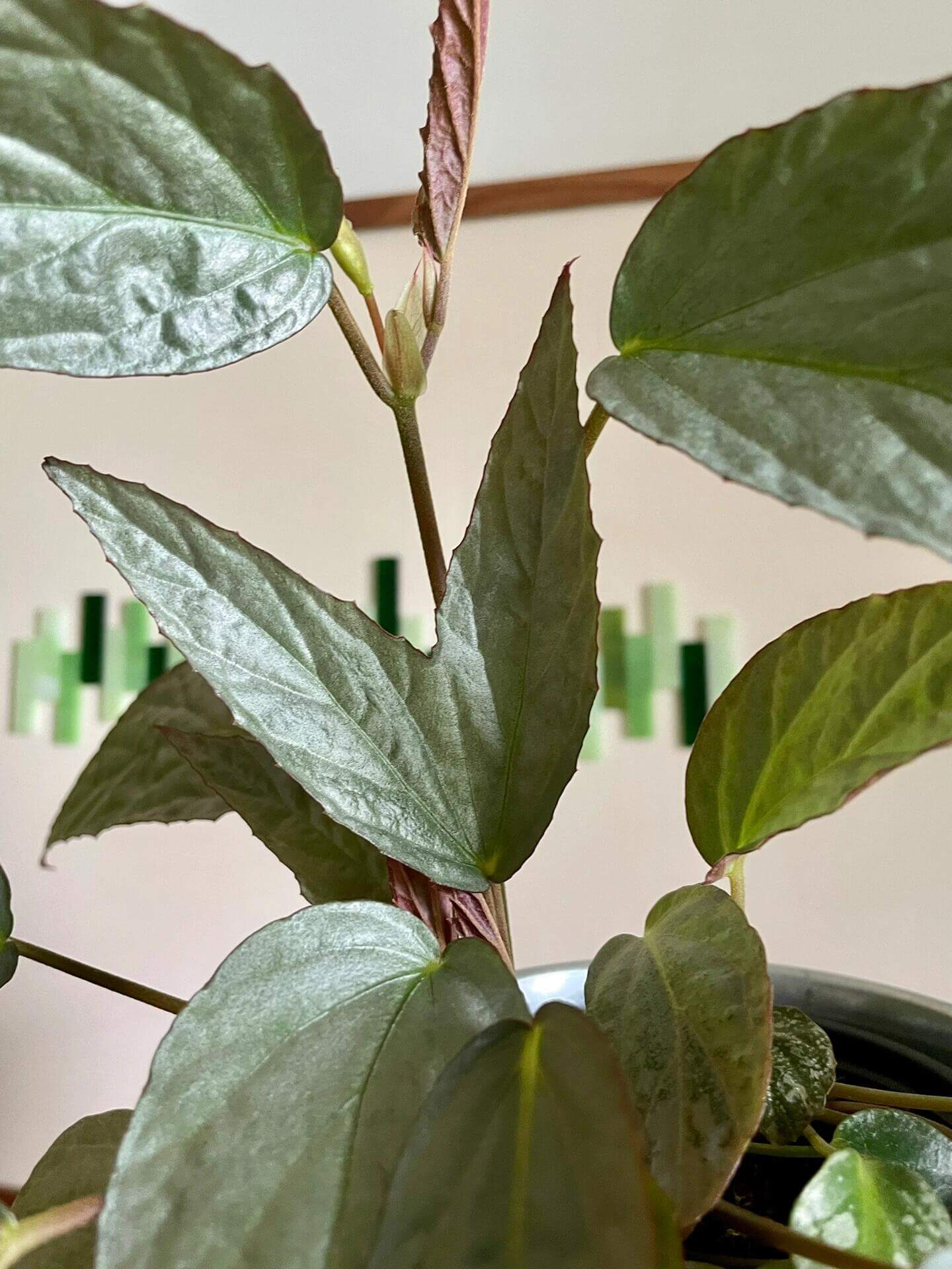 Begonia hatacoa 'Silver' is a stunning begonia with feather-shaped leaves that feature a striking metallic silver hue. This species thrives in high humidity, making it ideal for terrariums or greenhouse environments.