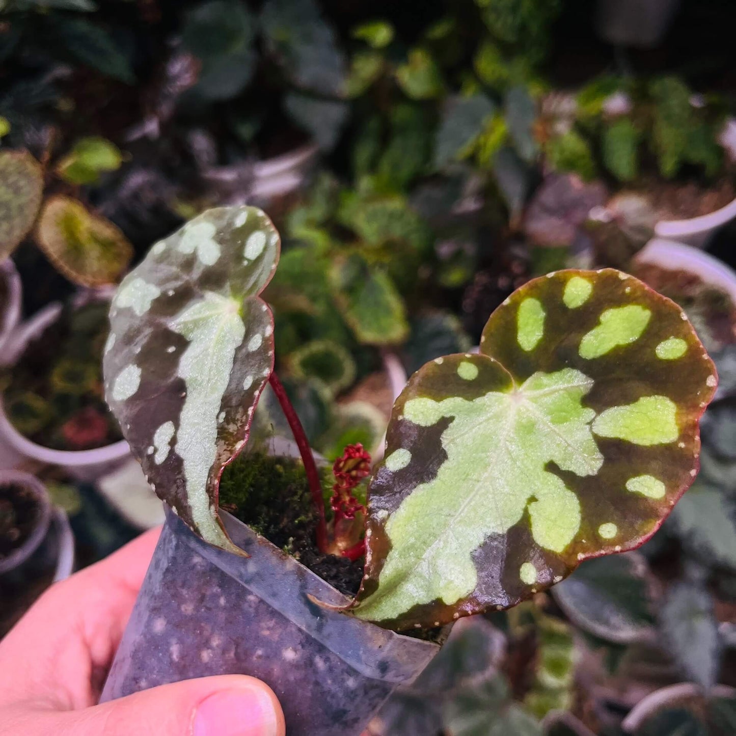 Begonia pseudodryadis is a captivating species native to the mountainous regions of Yunnan, China. Typically found at elevations of around 1,320 meters, this unique begonia is cherished for its striking foliage and suitability for cultivation in controlled, humid environments.
