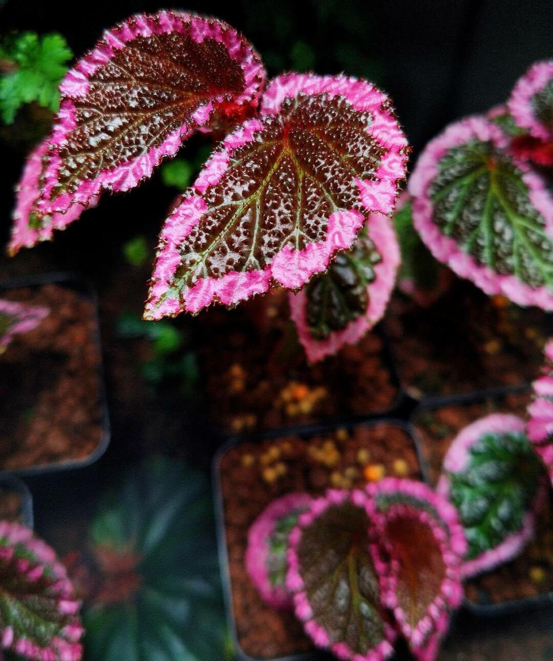Begonia fulvovillosa is a unique and captivating Begonia species, native to New Guinea. Known for its distinctive foliage with vibrant pink edges, this plant adds a touch of elegance and beauty to any collection.