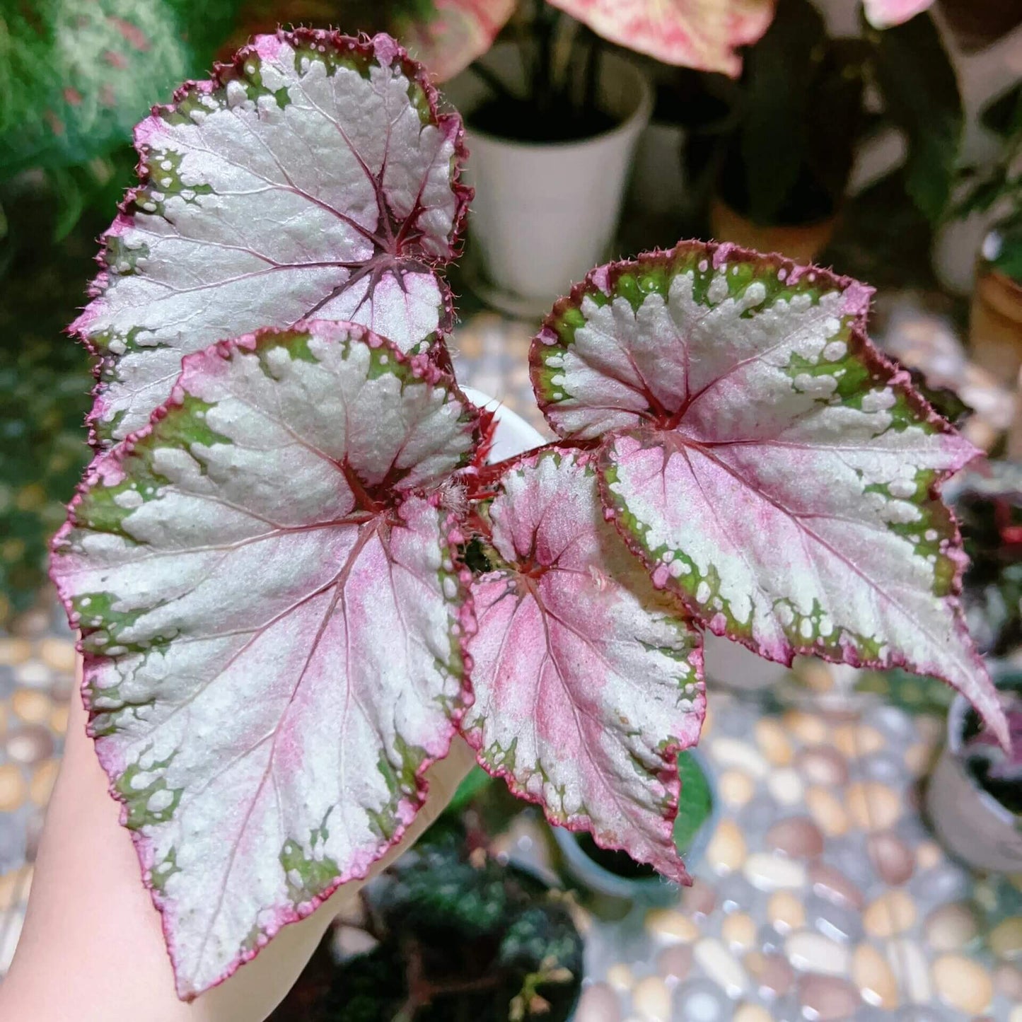 Begonia February – A stunning ornamental Begonia variety with silver-pink shimmering leaves, perfect for adding a touch of elegance to any home or garden.