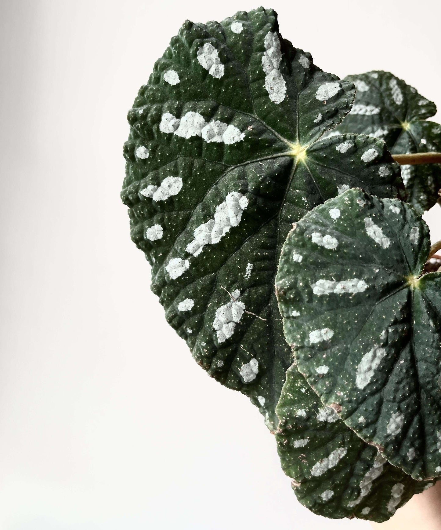 Begonia filiformis is a rare and fascinating Begonia species, native to the subtropical regions of Guangxi, China, and northern Vietnam. Known for its unique leaf patterns, featuring delicate white spots between the main veins, and its compact growth, this plant is perfect for collectors and those looking to add a distinctive touch to their indoor spaces.