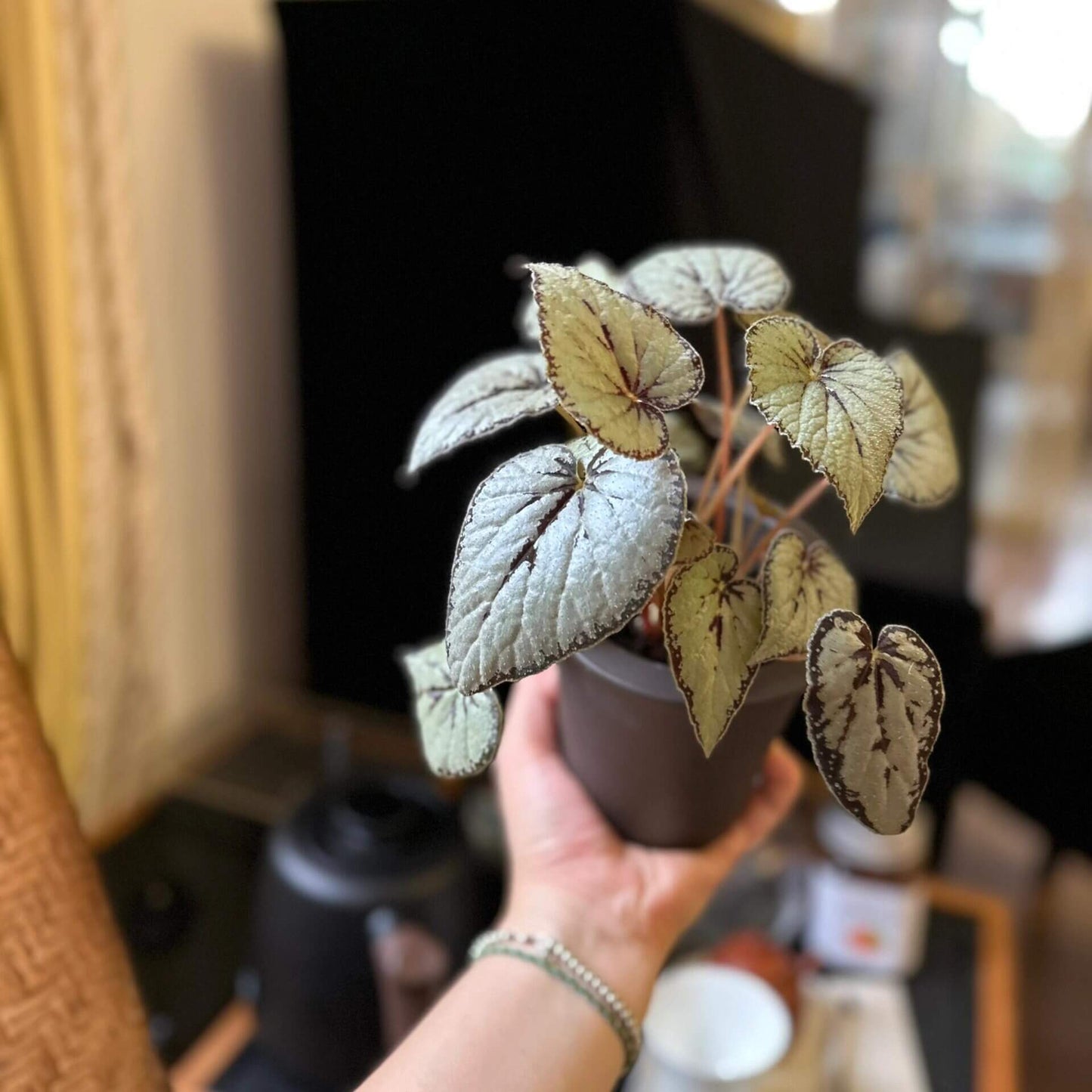 The Begonia dinhdui silver form is a rhizomatous species native to southern Vietnam. Compared to the standard Begonia dinhdui, its leaves are broader and feature a striking silver color instead of green. The leaves are adorned with a wide black band along the margin, around the point where the petiole attaches, and running along the main vein in the center, creating a unique and stunning appearance.