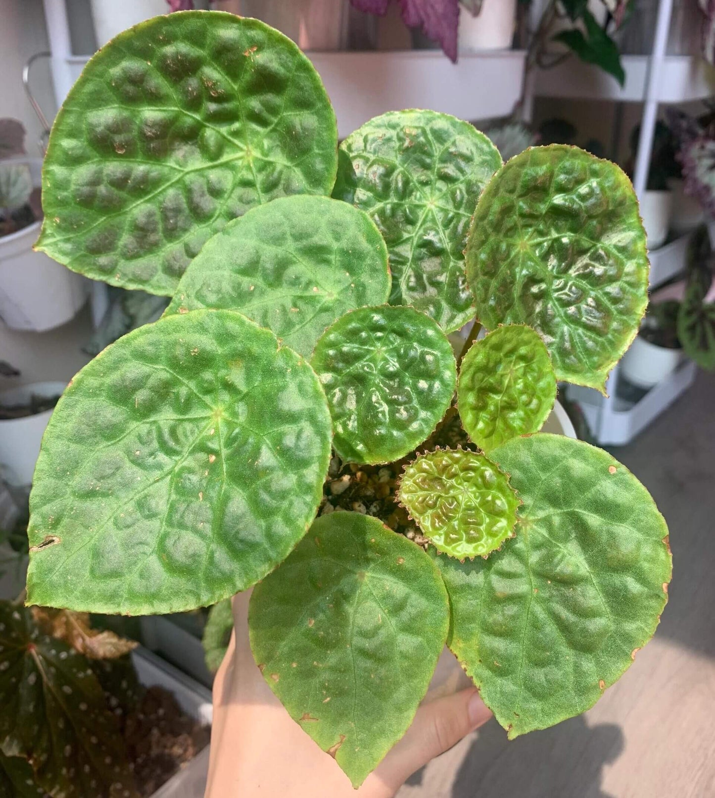 Begonia natunaensis is indeed a rare and captivating rhizomatous species, native to Mt. Ranai on the Natuna Islands (Indonesia), described in 2014. It’s prized among collectors for its textured leaves and compact form.