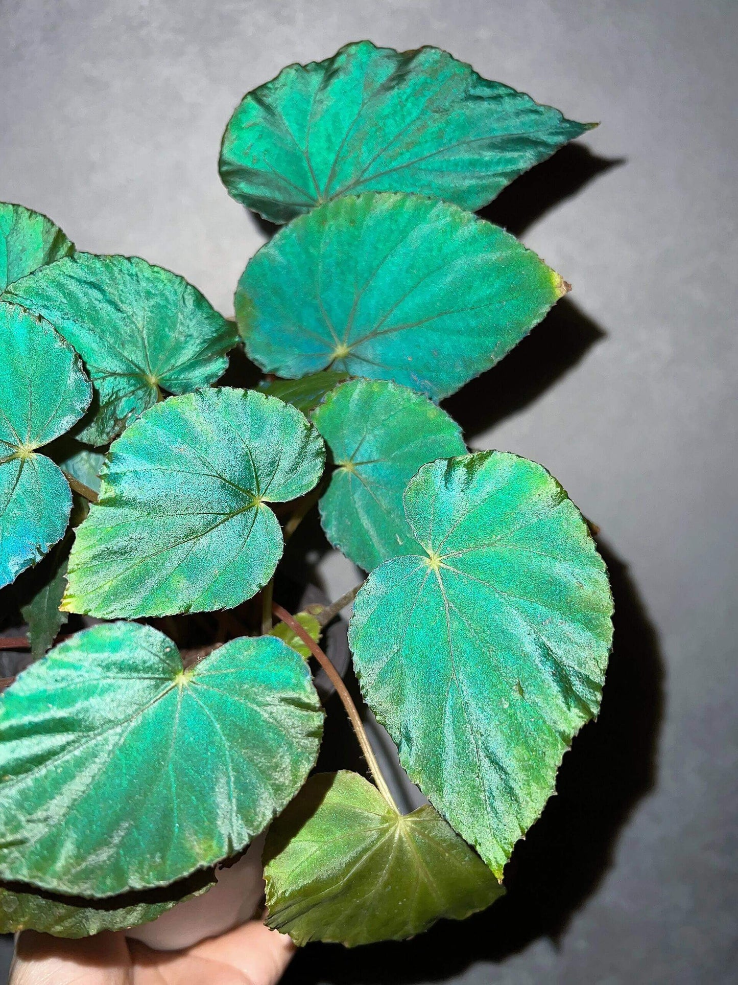 Begonia pavonina, often referred to as the Peacock Begonia, is a striking and visually captivating plant. Known for its unique, iridescent leaves that resemble the vibrant colors of a peacock's feathers, this begonia is a true showstopper in any indoor garden.